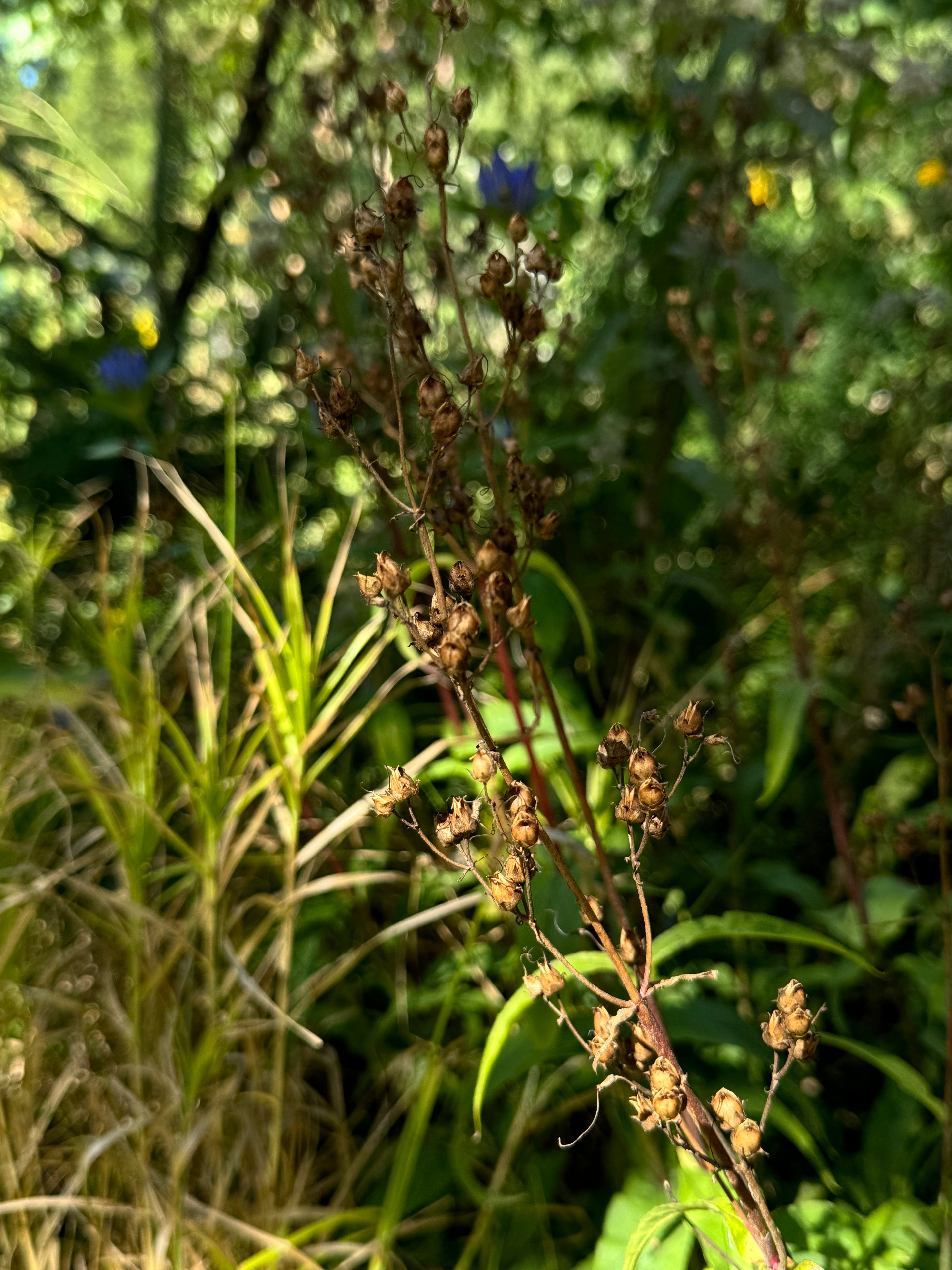 Hairy Beardtongue (Penstemon Hirsutus)