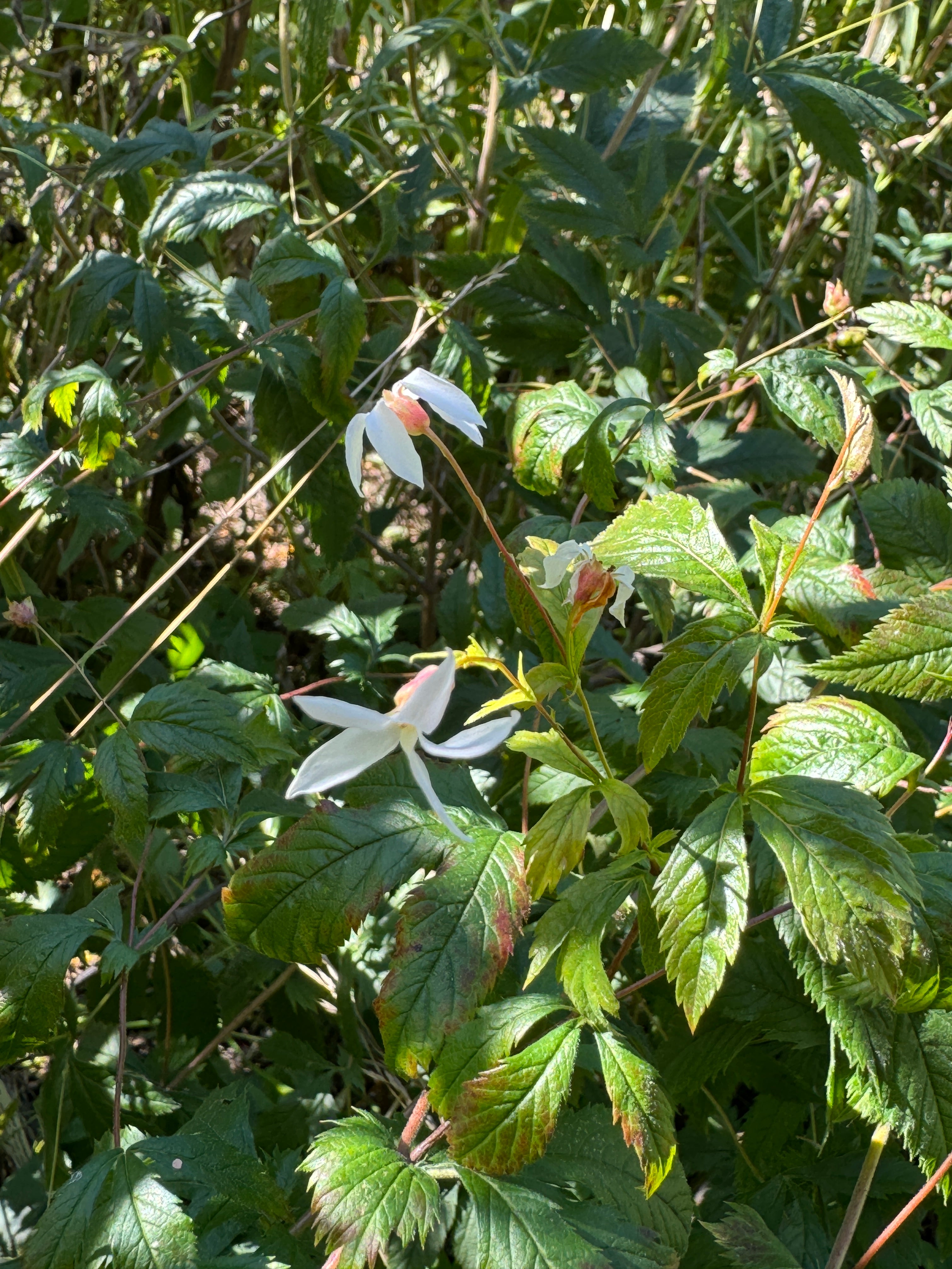 American Ipecac (Porteranthus stipulatus)