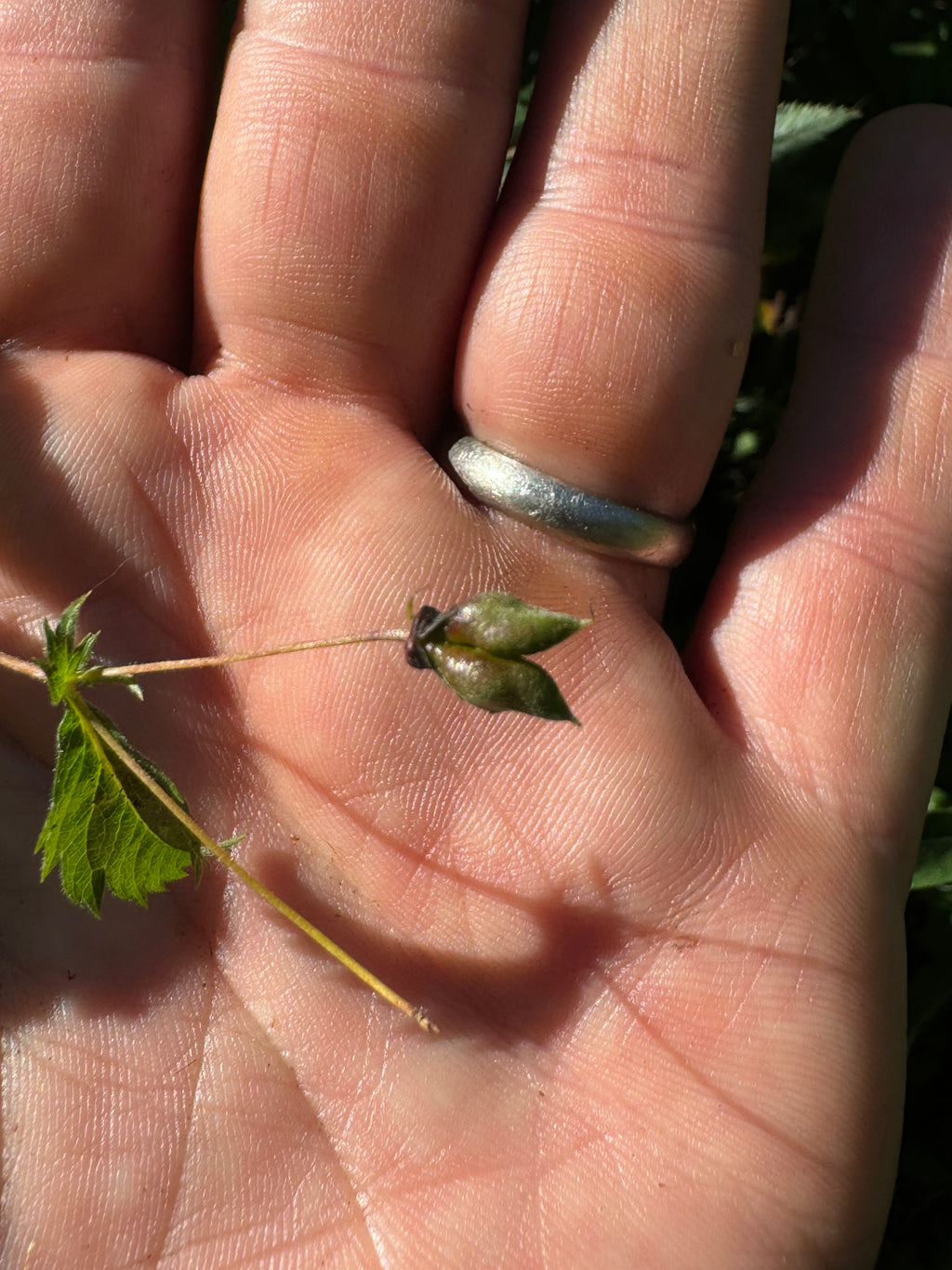 American Ipecac (Porteranthus stipulatus)