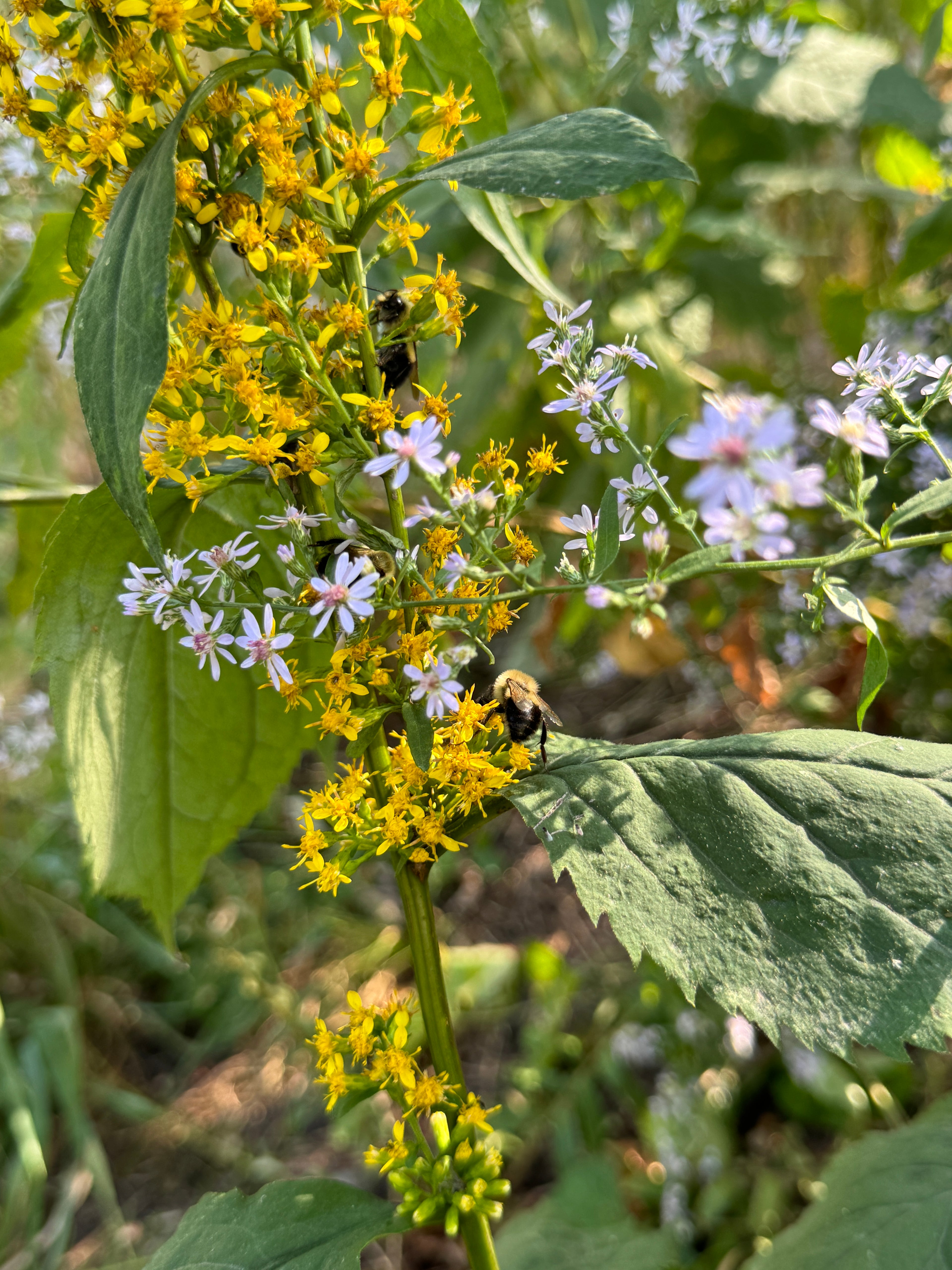 Zigzag Goldenrod (Solidago Flexicaulis)