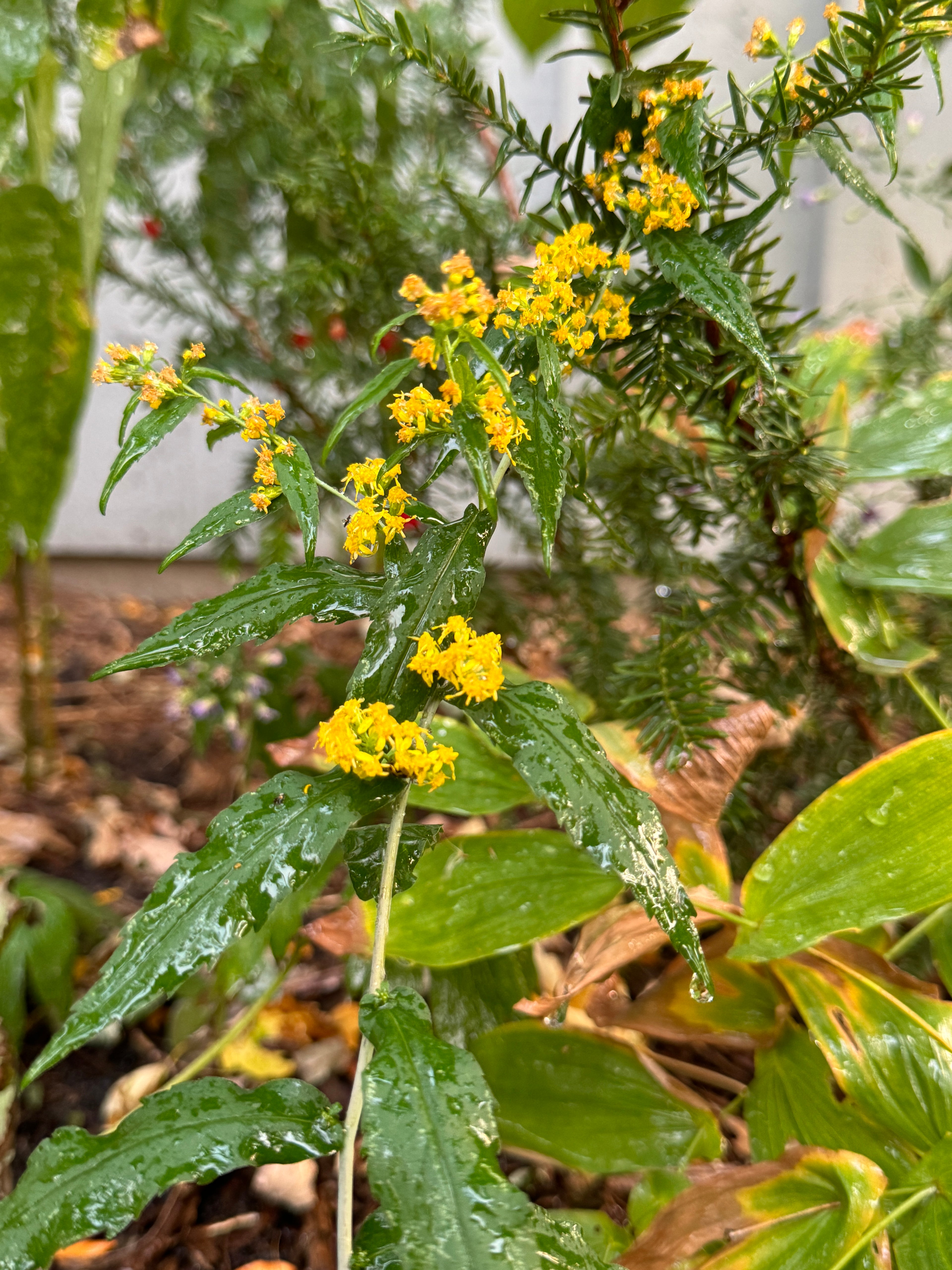 Blue-stemmed Goldenrod (Solidago Caesia)