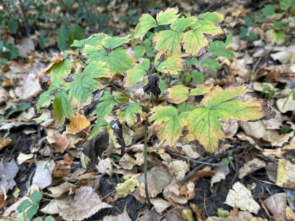 Red Baneberry (Actaea Rubra)