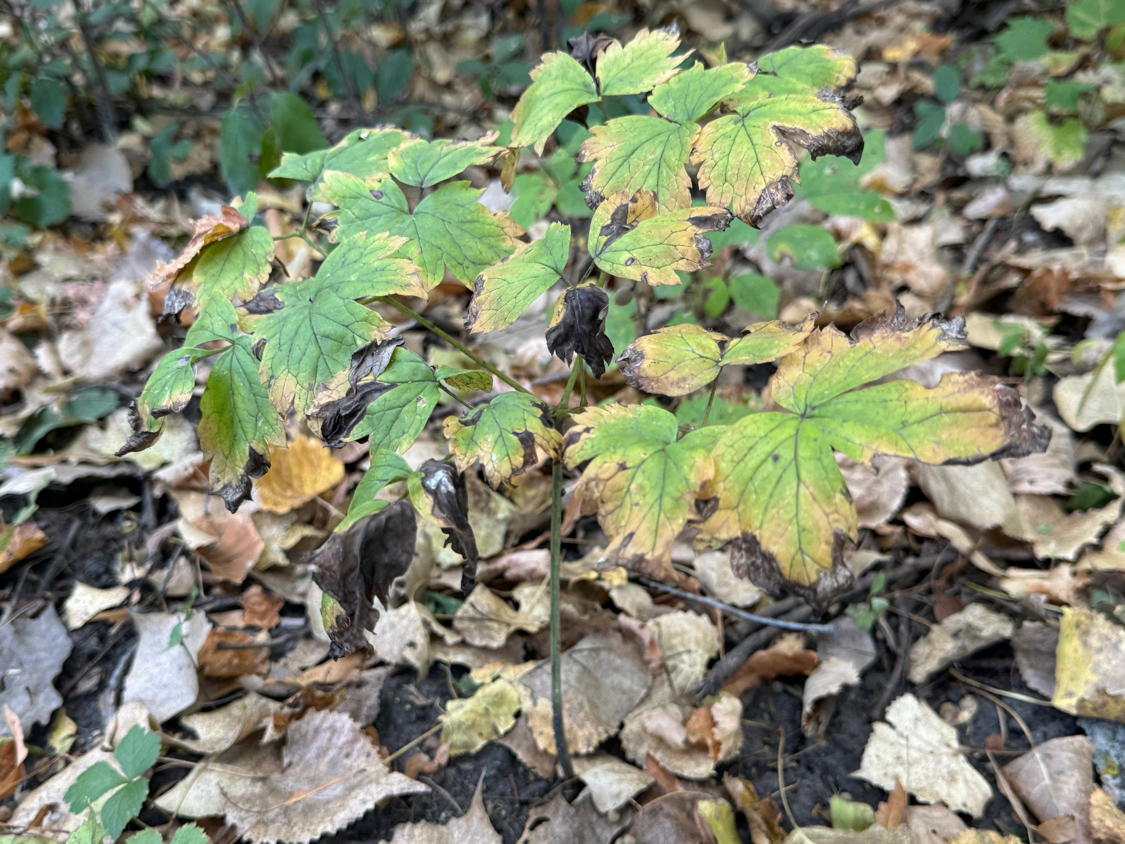 Red Baneberry (Actaea Rubra)