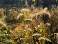 Buckthorn Repair Kit