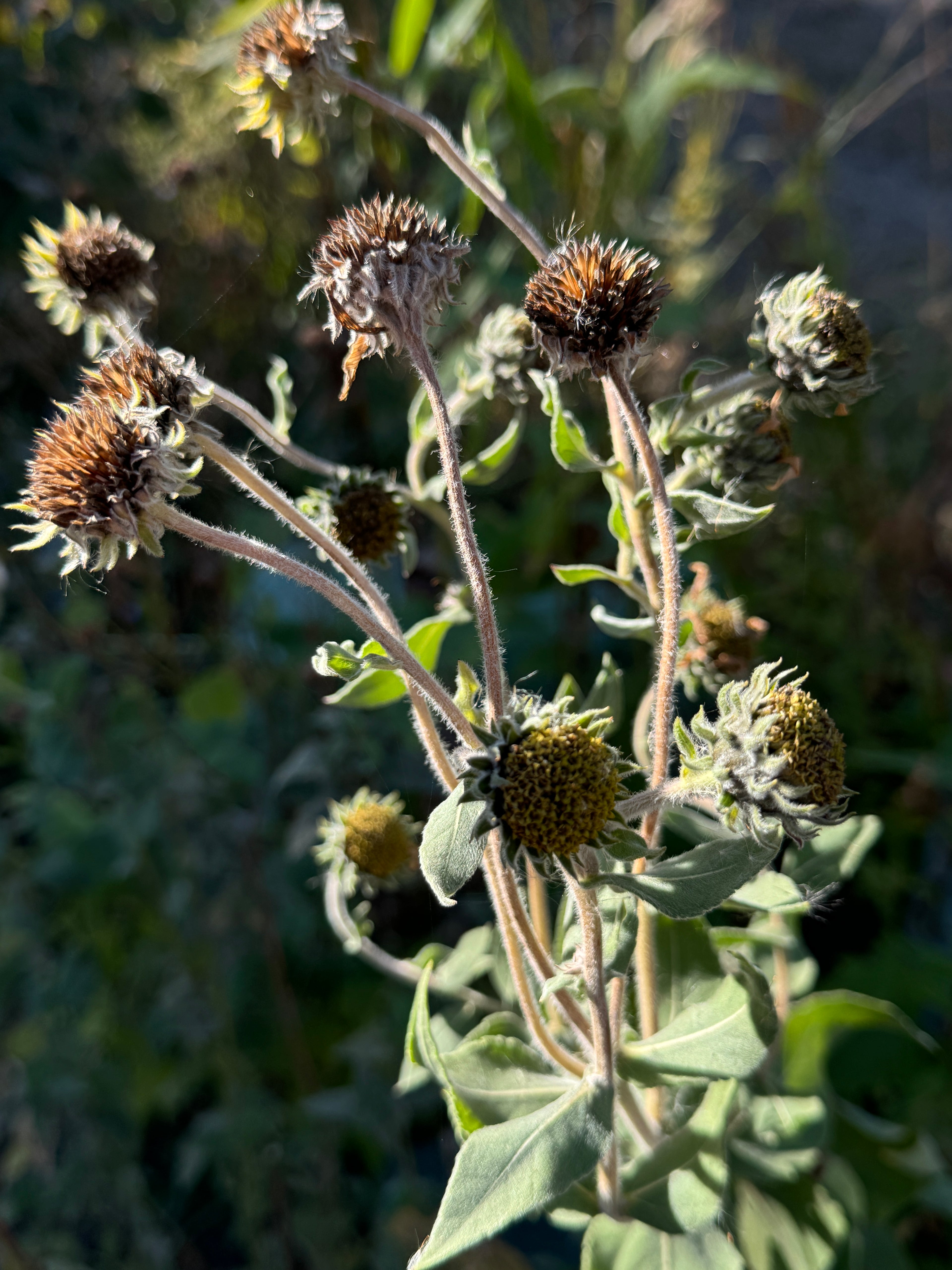 Downy Sunflower (Helianthus Mollis)