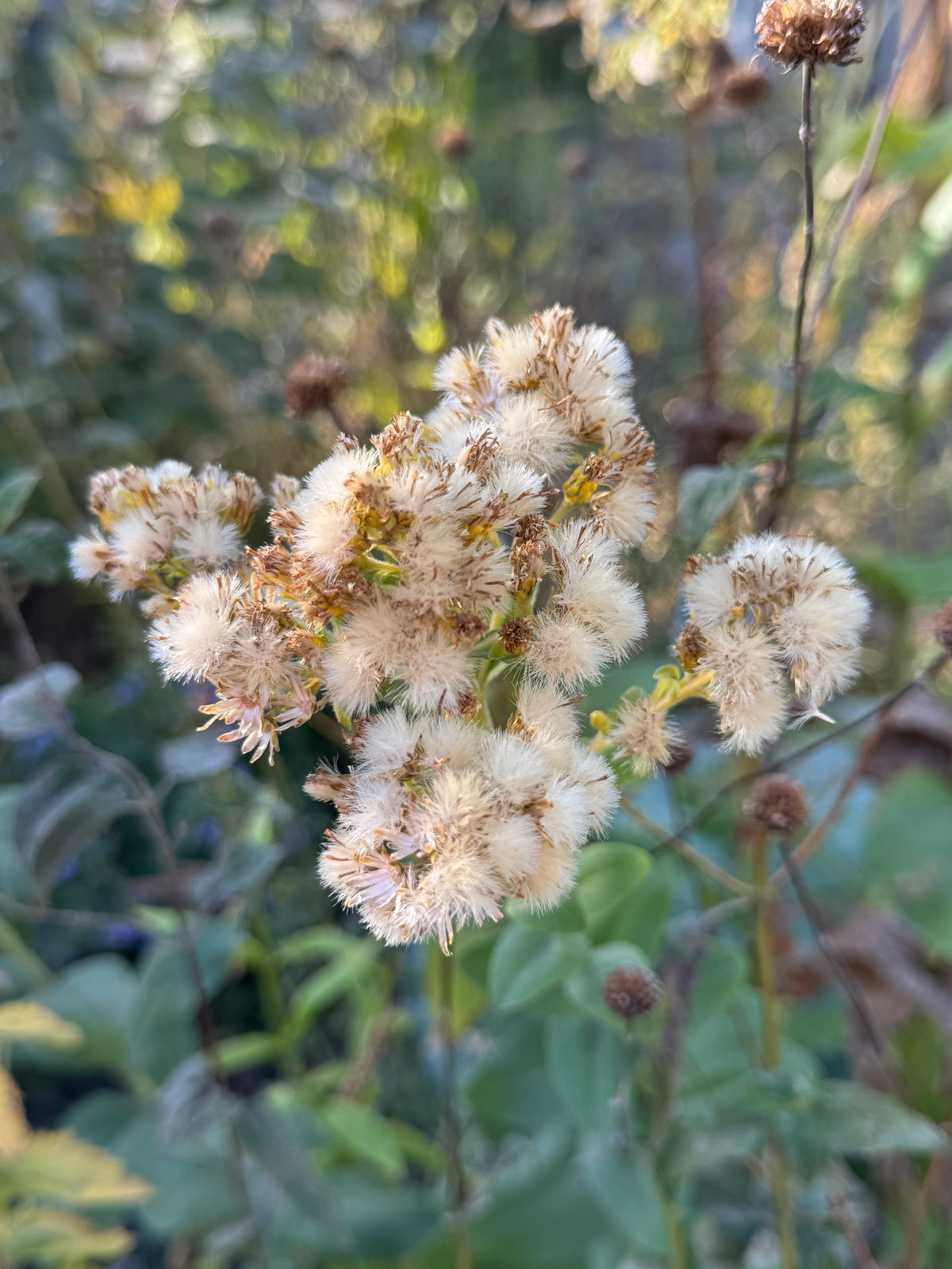 Stiff Goldenrod (Solidago Rigida)