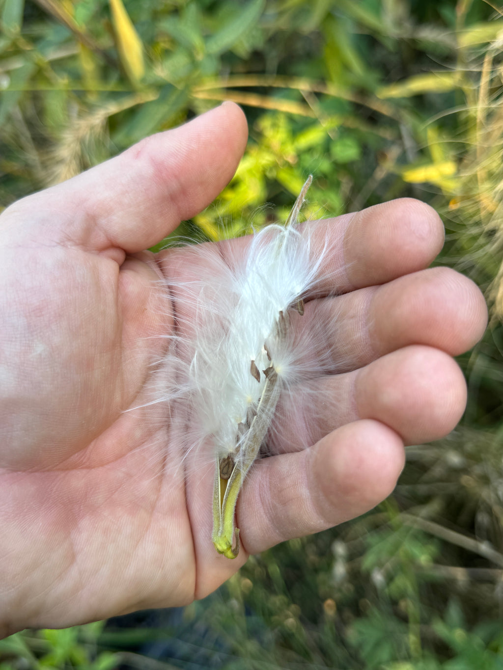Butterfly Milkweed (Asclepias Tuberosa)