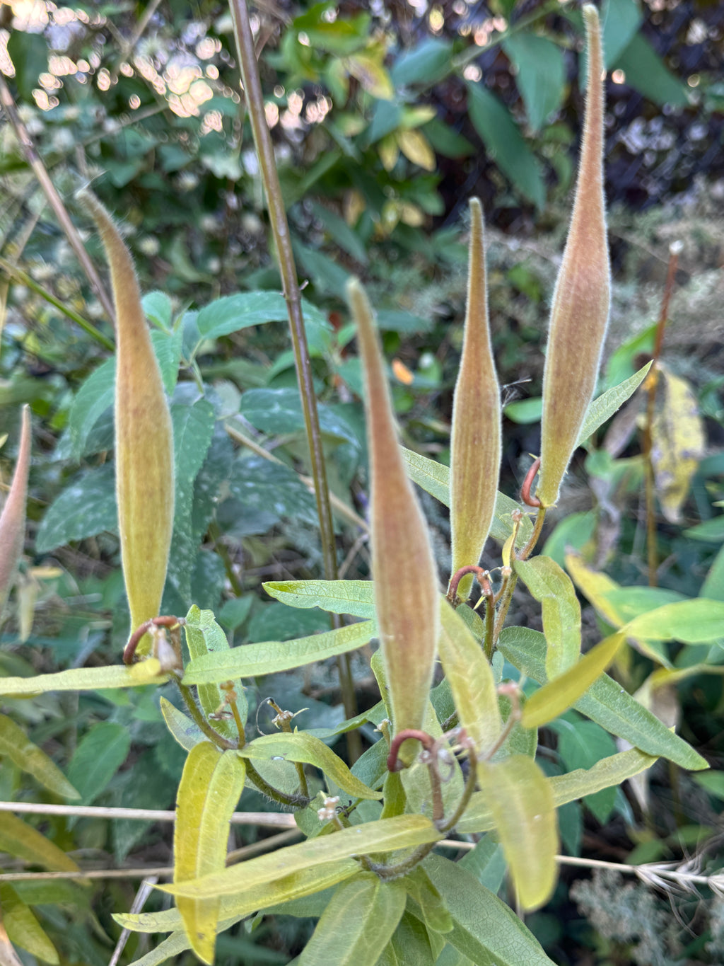 Butterfly Milkweed (Asclepias Tuberosa)