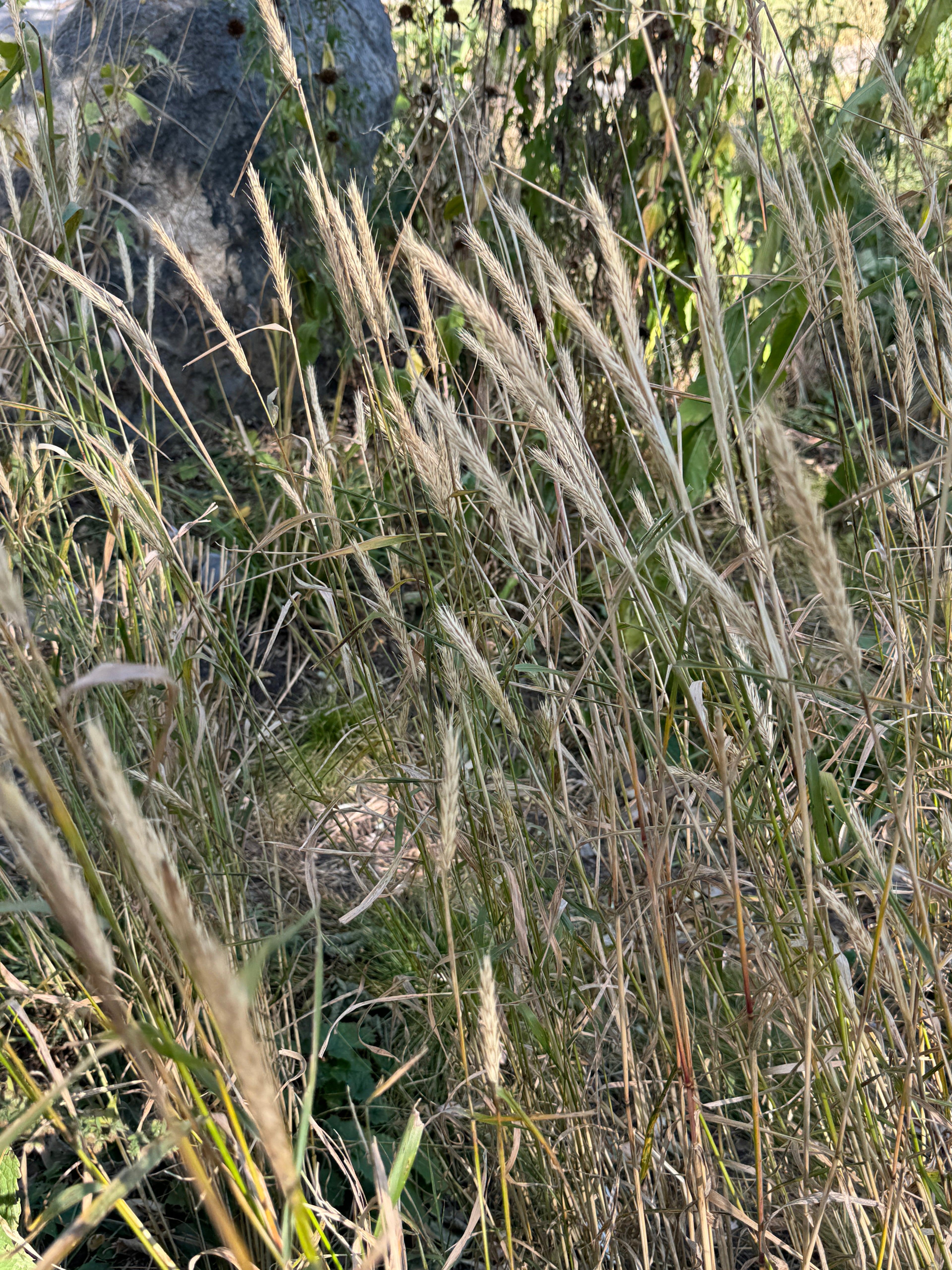 Virginia Wild Rye (Elymus Virginicus)