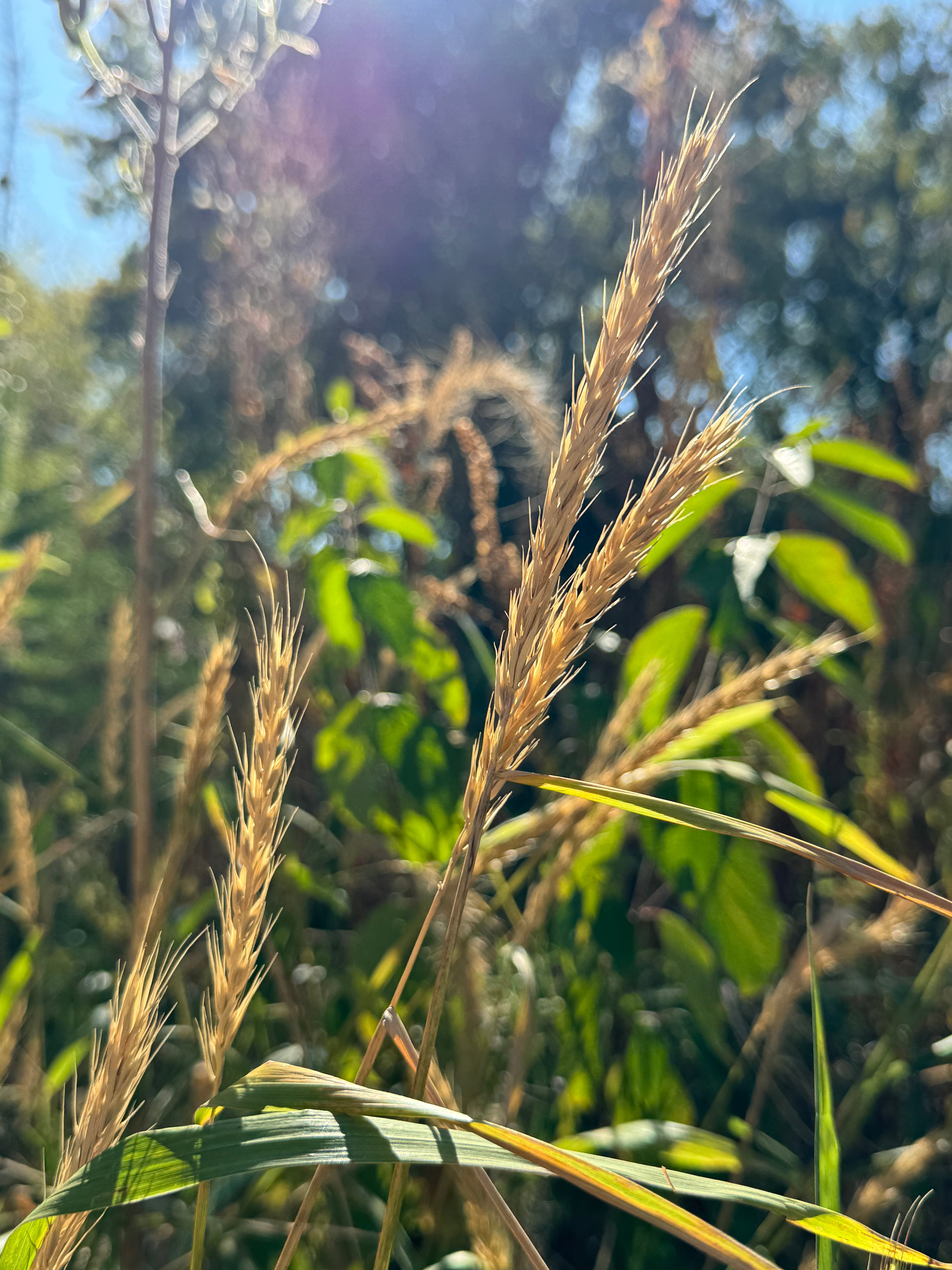 Virginia Wild Rye (Elymus Virginicus)