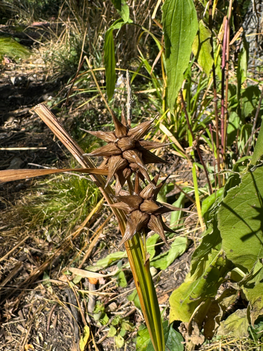 Gray's Sedge (Carex Grayi)