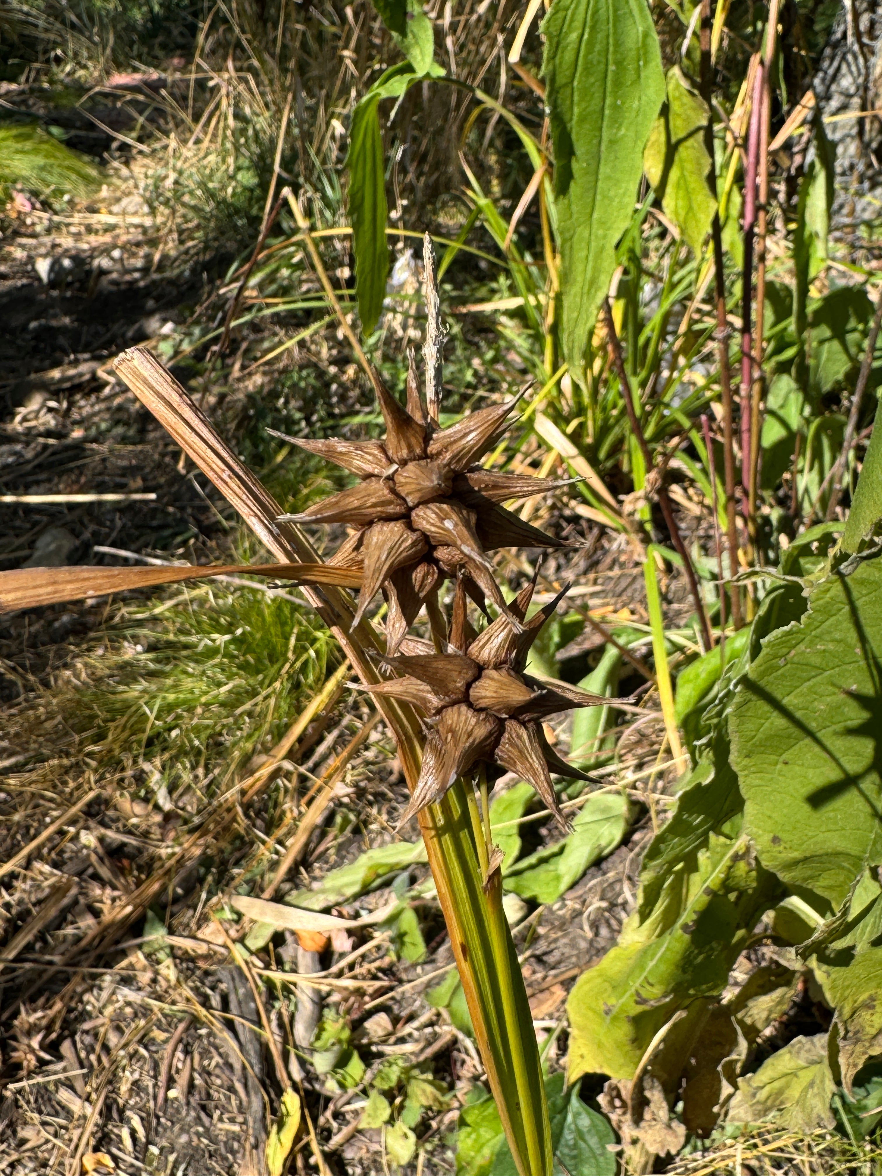 Gray's Sedge (Carex Grayi)