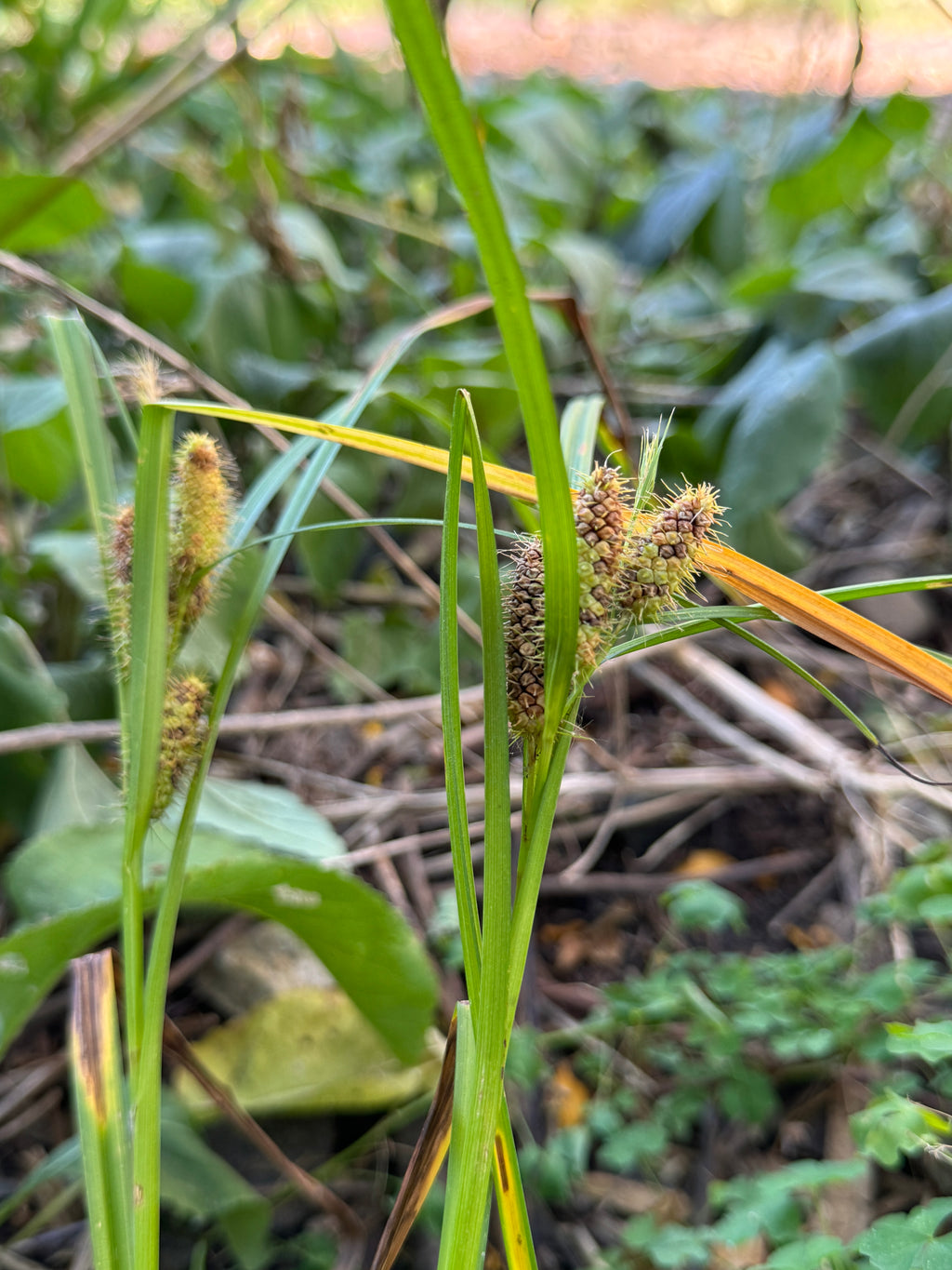 Frank's Sedge (Carex Frankii)