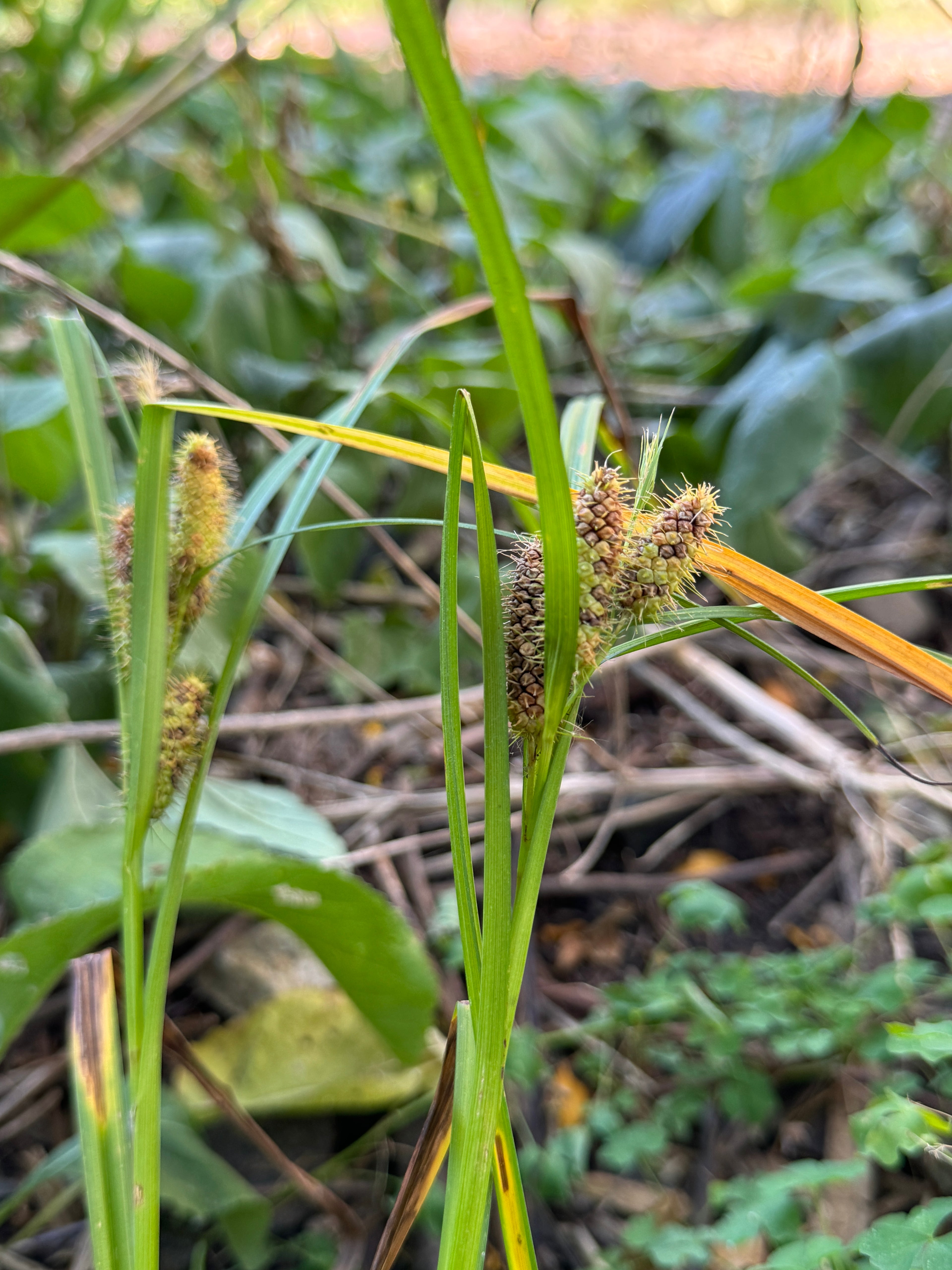 Frank's Sedge (Carex Frankii)
