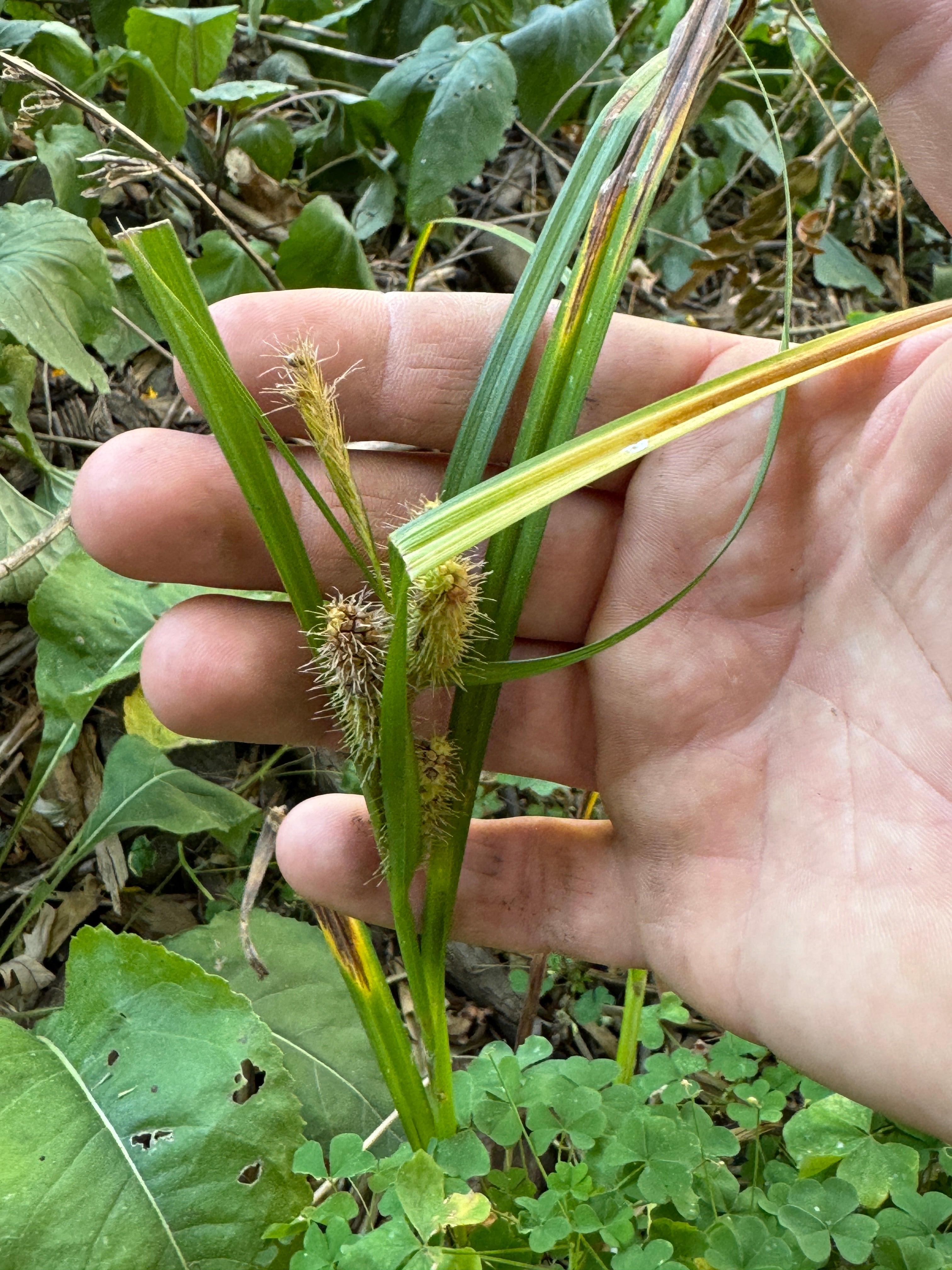 Frank's Sedge (Carex Frankii)