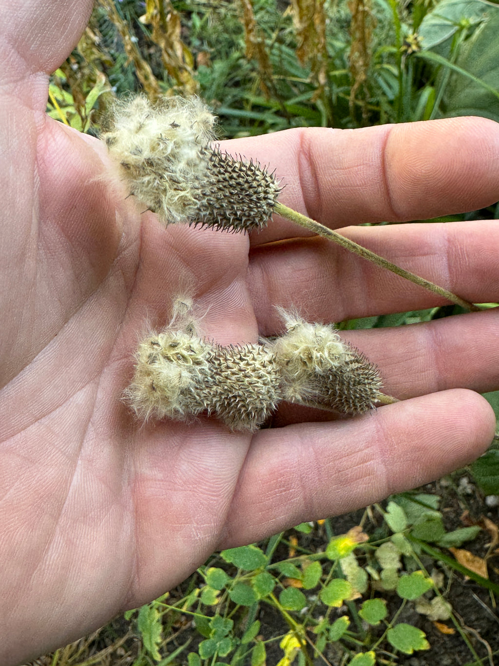 Tall Thimbleweed (Anemone Virginiana)