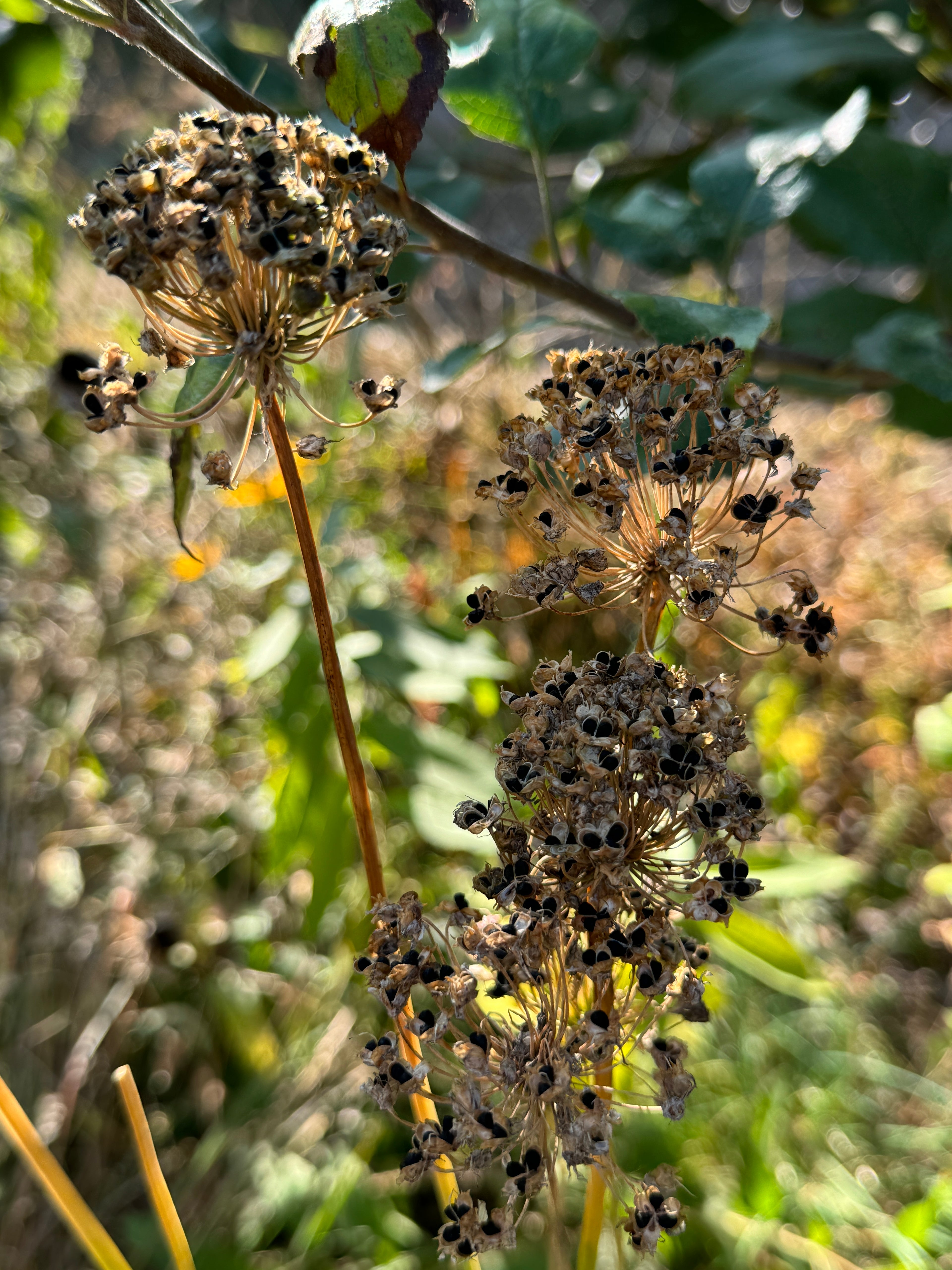 Prairie Onion (Allium stellatum)