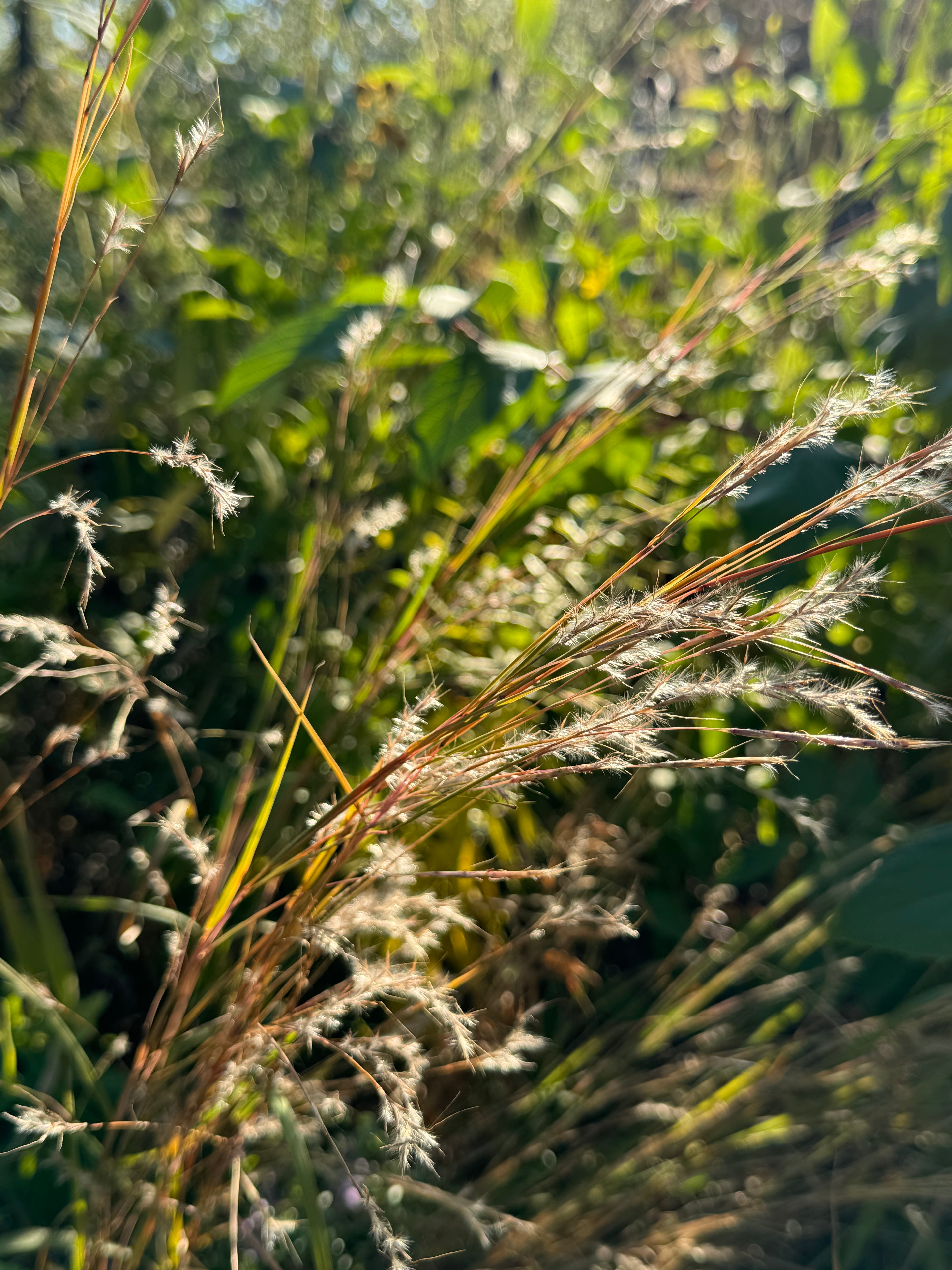 Little Bluestem (Schizachyrium Scoparium)