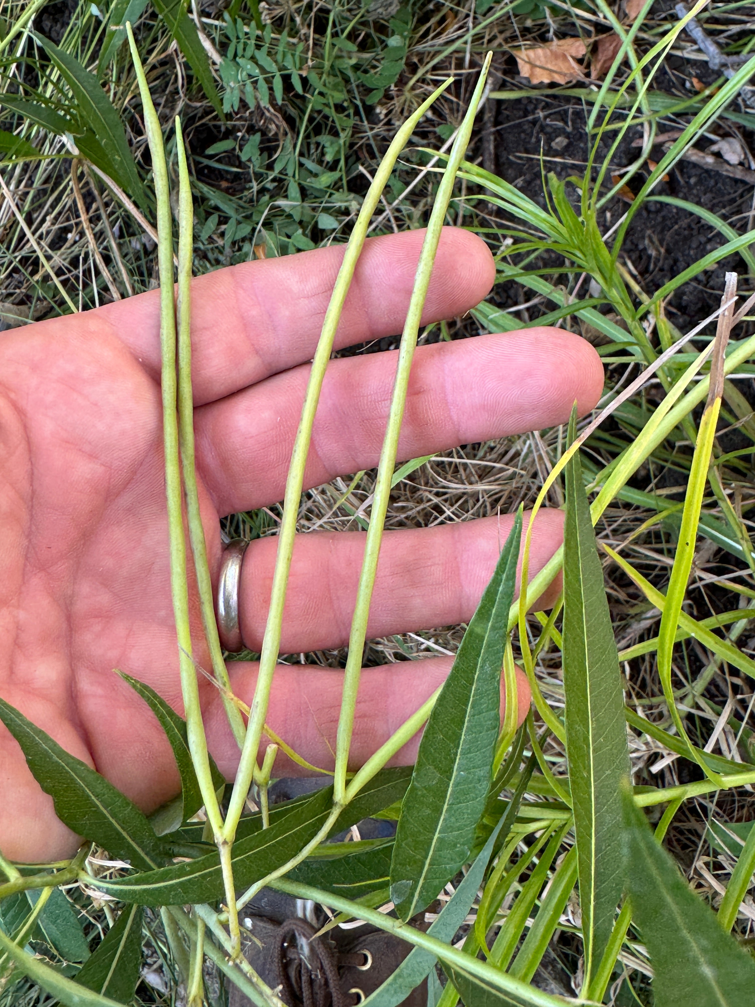 Ozark Bluestar (Amsonia Illustris)