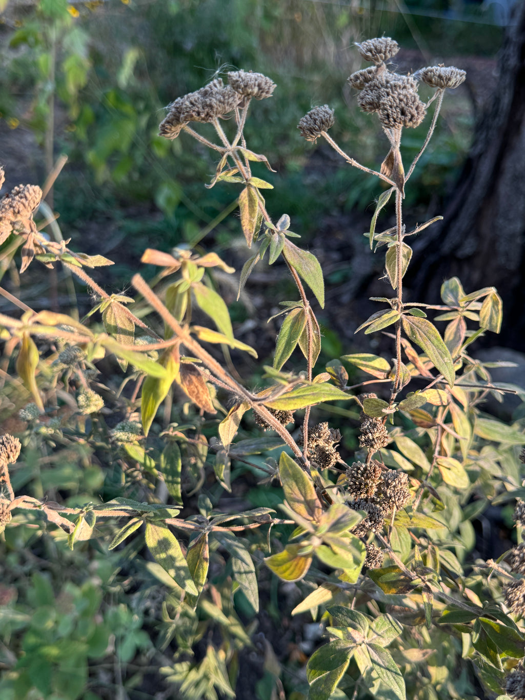 Hairy Mountain Mint (Pycnanthemum Verticillatum Var. Pilosum)