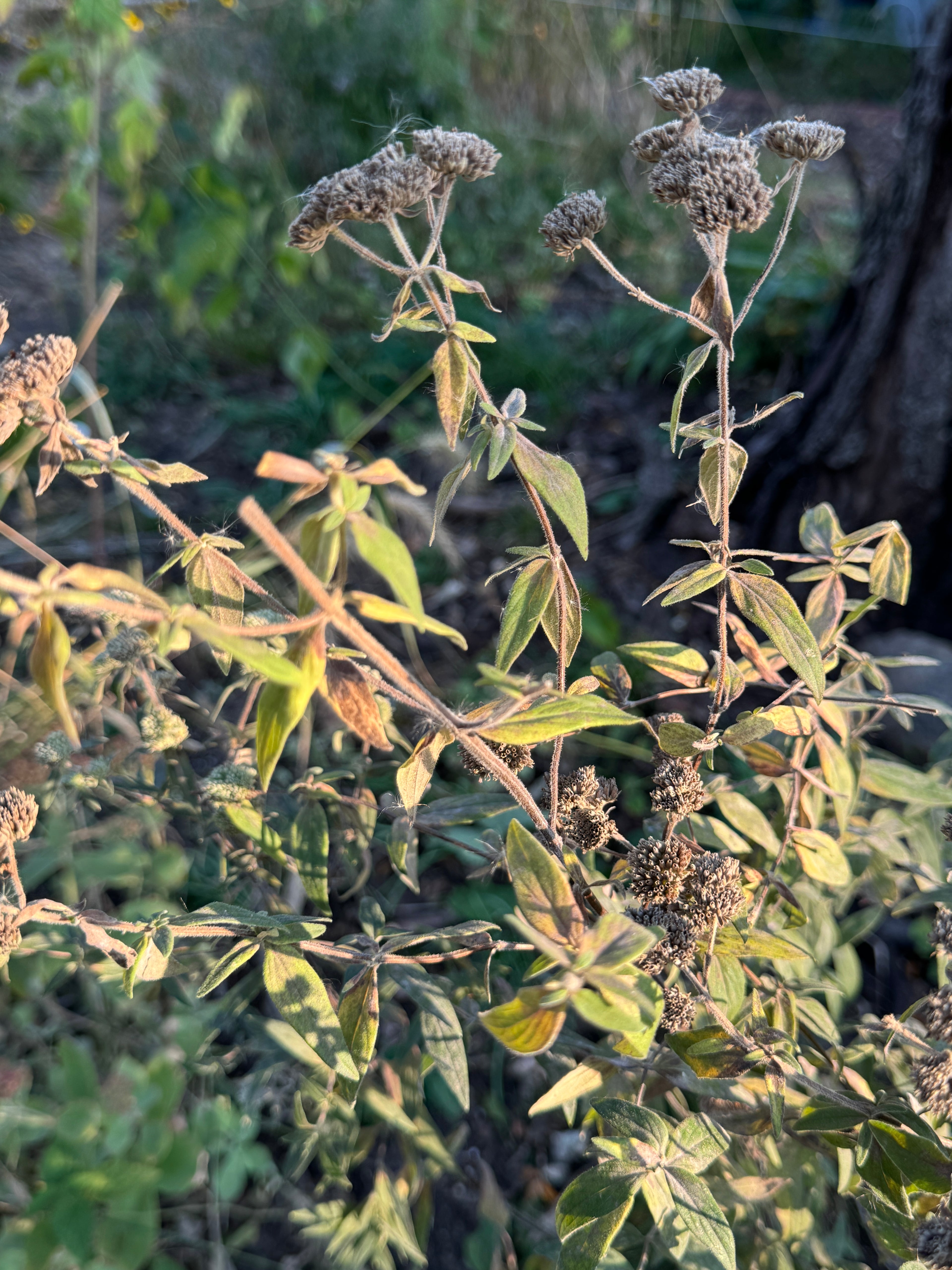 Hairy Mountain Mint (Pycnanthemum Verticillatum Var. Pilosum)