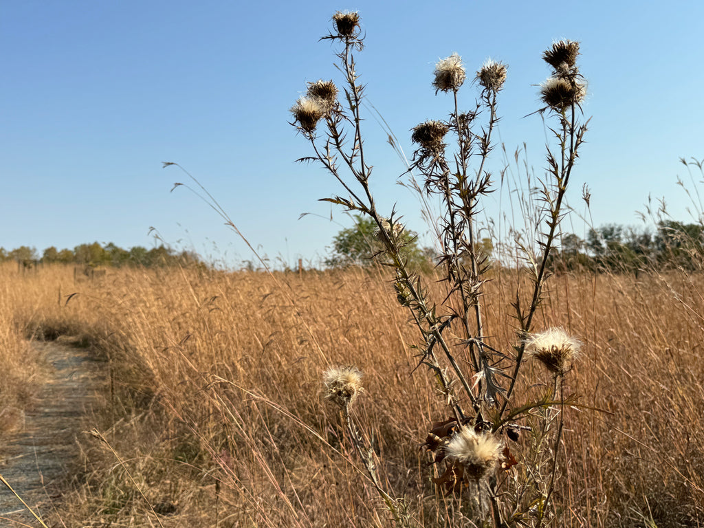 Field Thistle (Cirsium discolor)