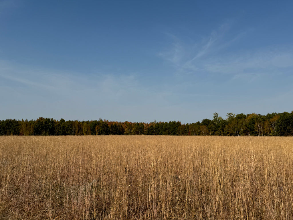 Yellow Prairie Grass (Sorghastrum Nutans)