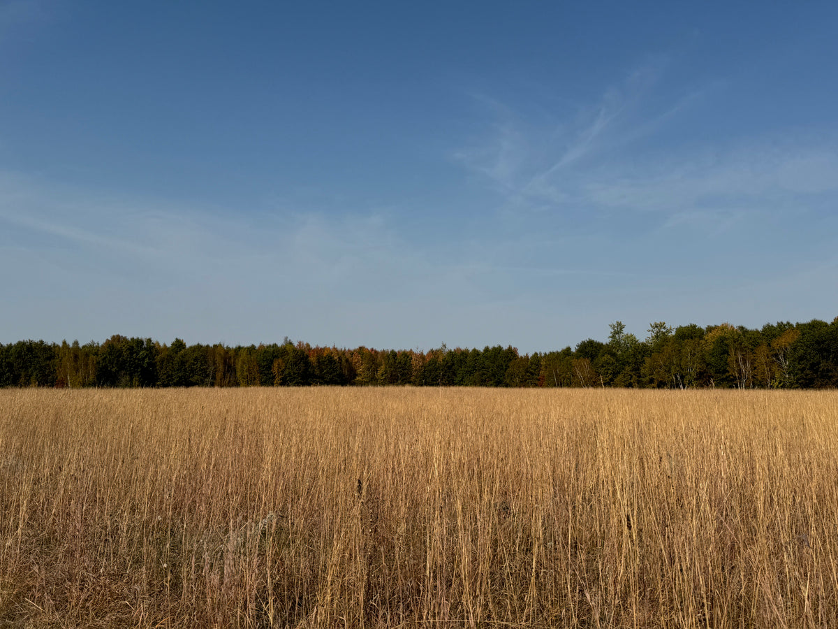 Yellow Prairie Grass (Sorghastrum Nutans)