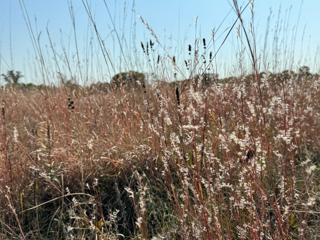 Little Bluestem (Schizachyrium Scoparium)