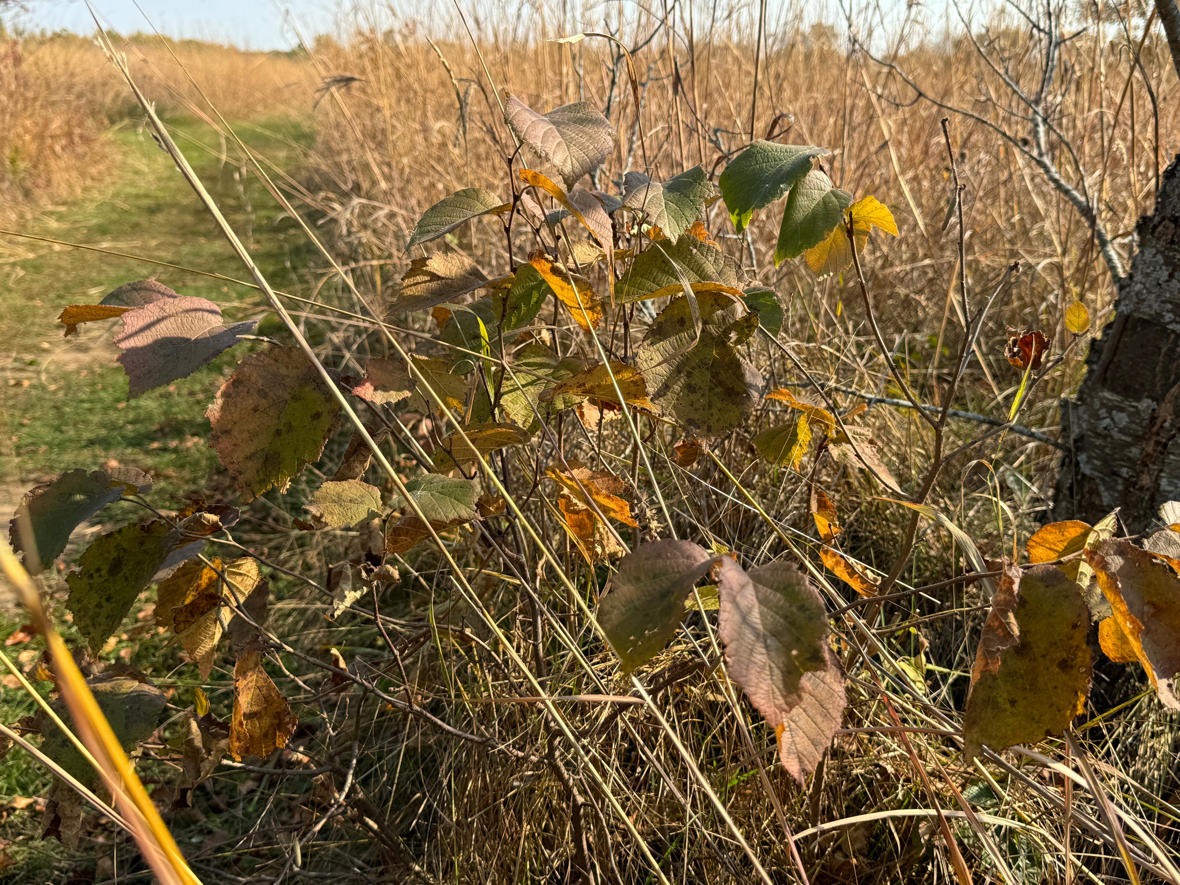 American Hazelnut (Corylus americana)