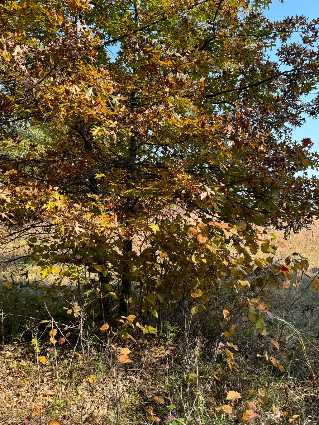 American Hazelnut (Corylus americana)