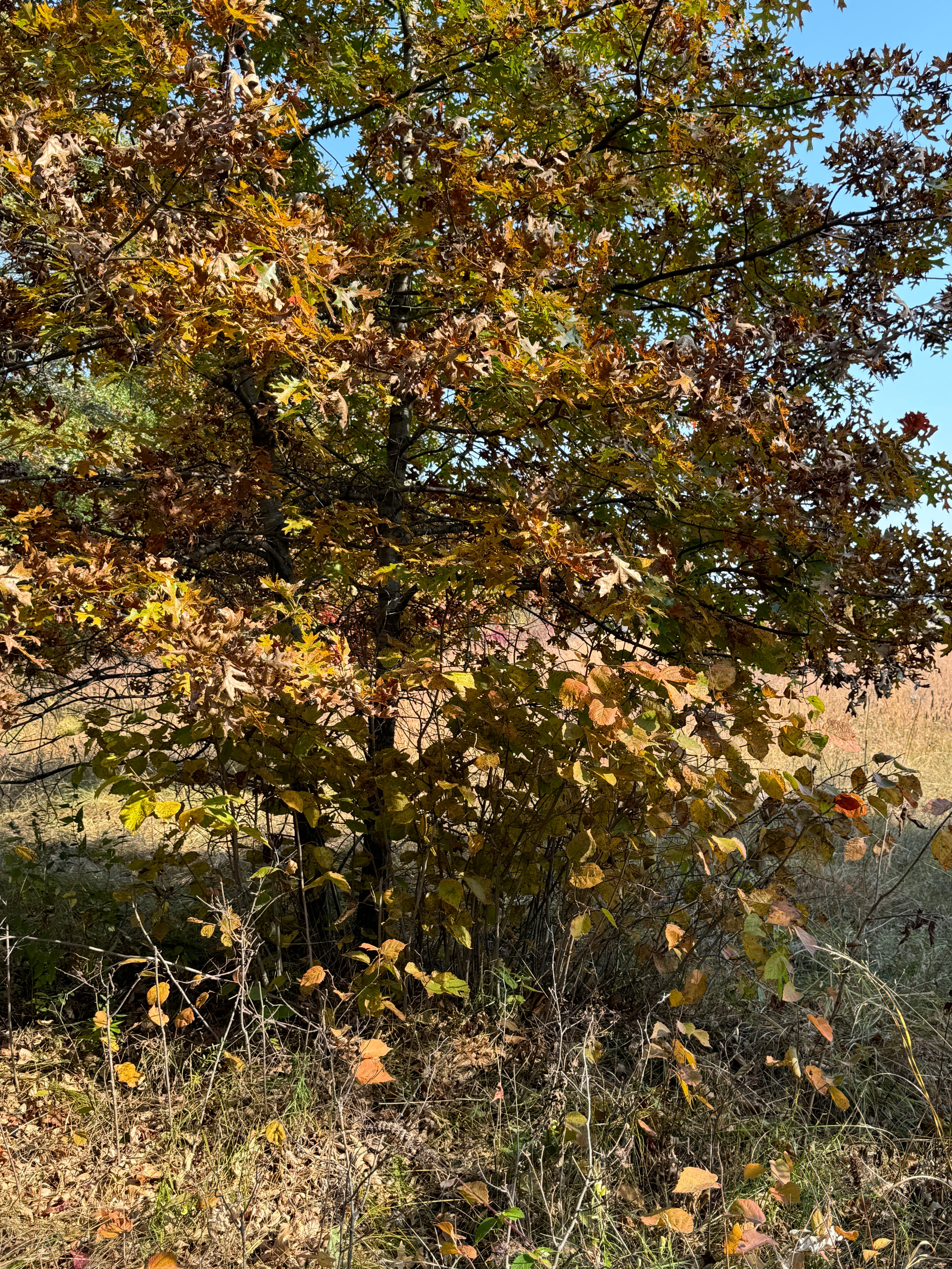 American Hazelnut (Corylus americana)