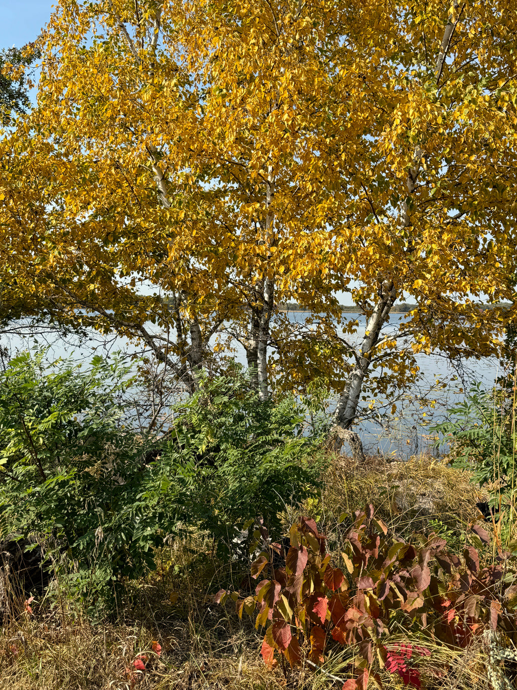 Paper Birch (Betula Papyrifera)