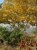Paper Birch (Betula Papyrifera)