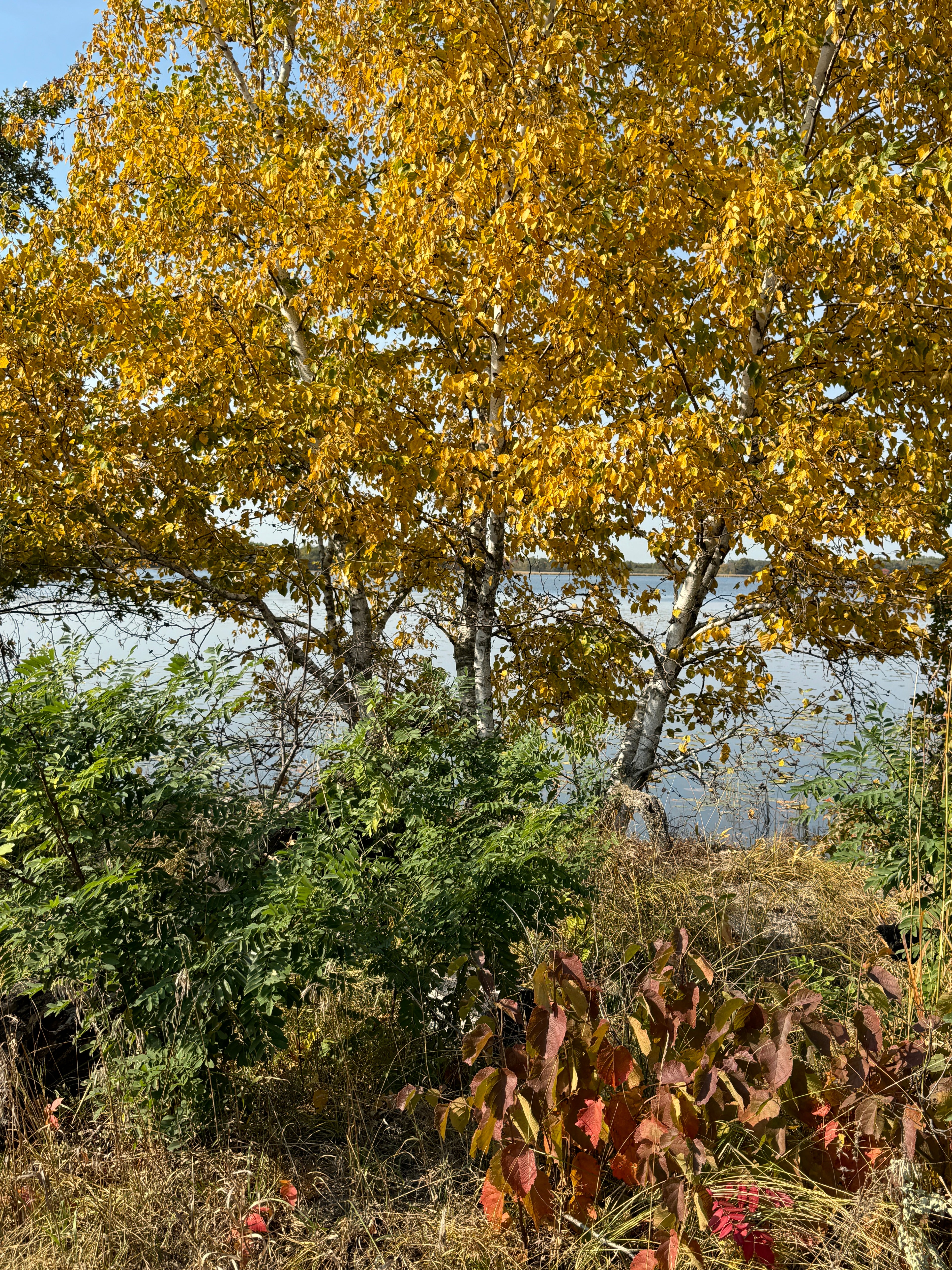 Paper Birch (Betula Papyrifera)