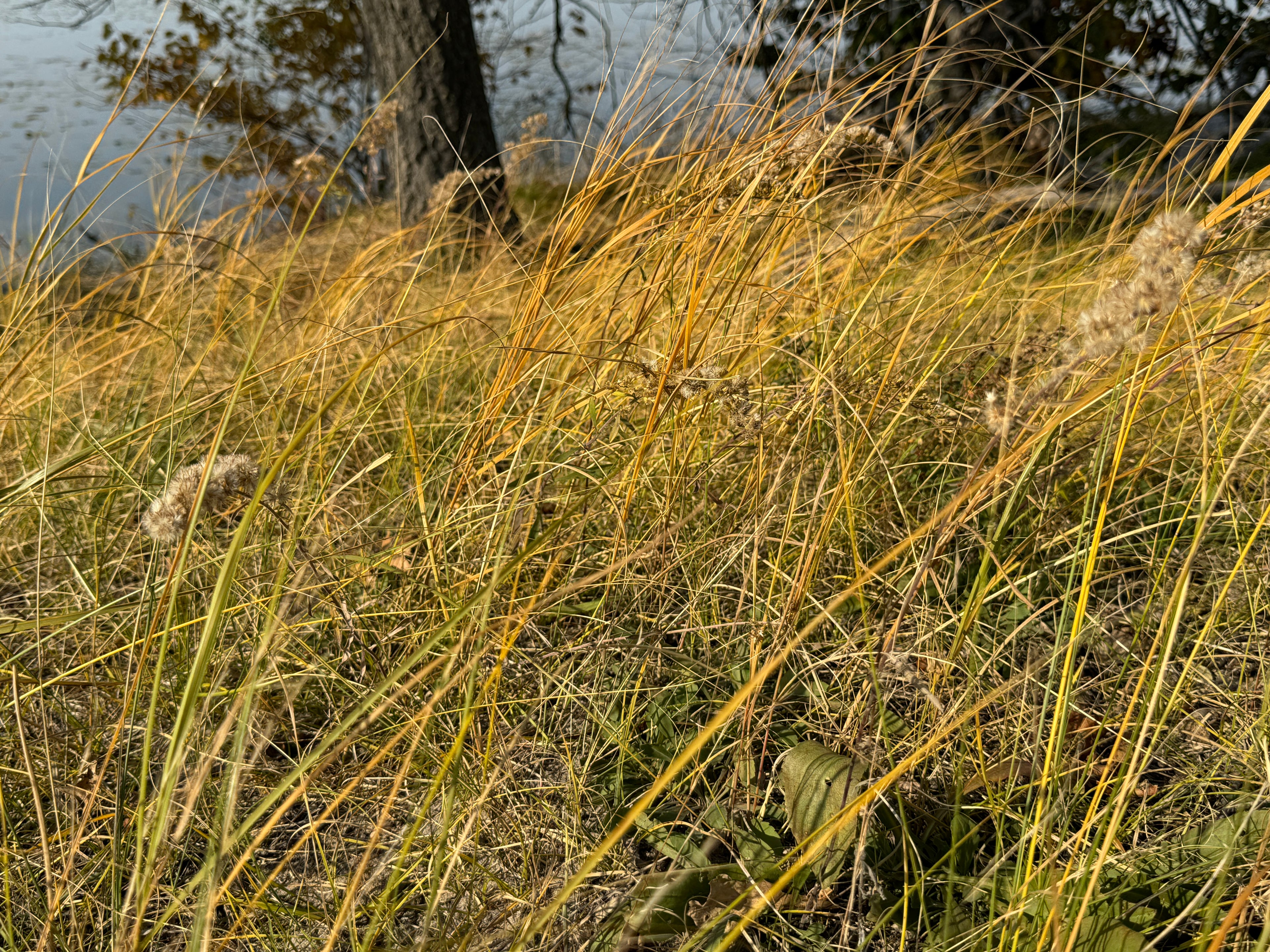 Old Field Goldenrod (Solidago Nemoralis)