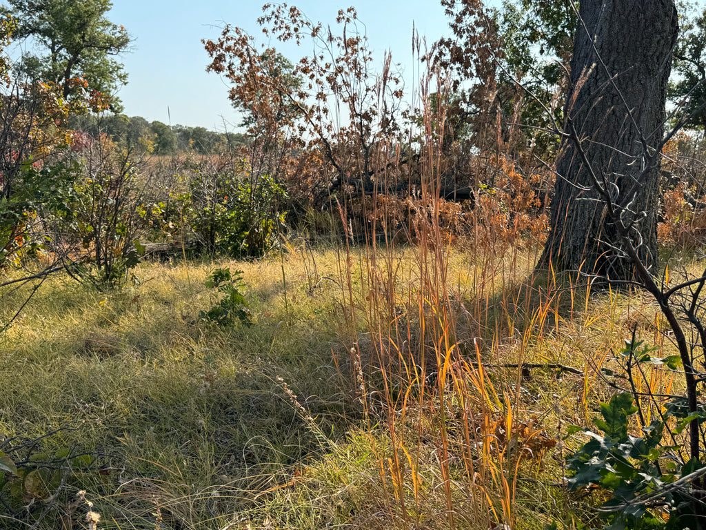 Yellow Prairie Grass (Sorghastrum Nutans)