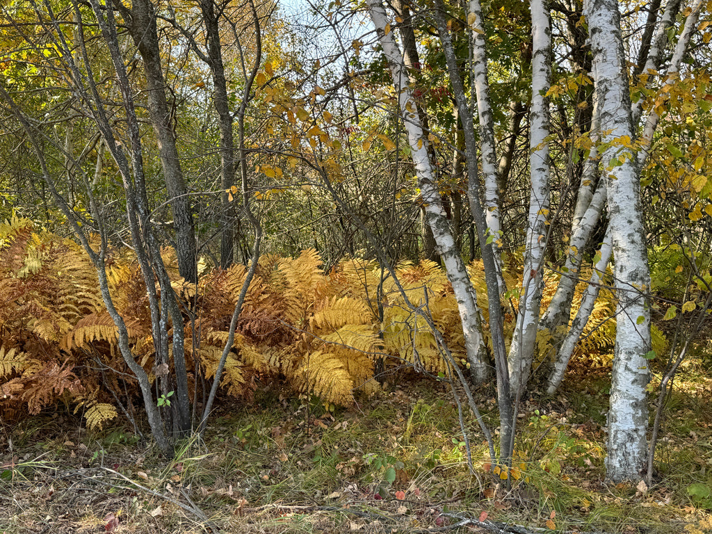Paper Birch (Betula Papyrifera)
