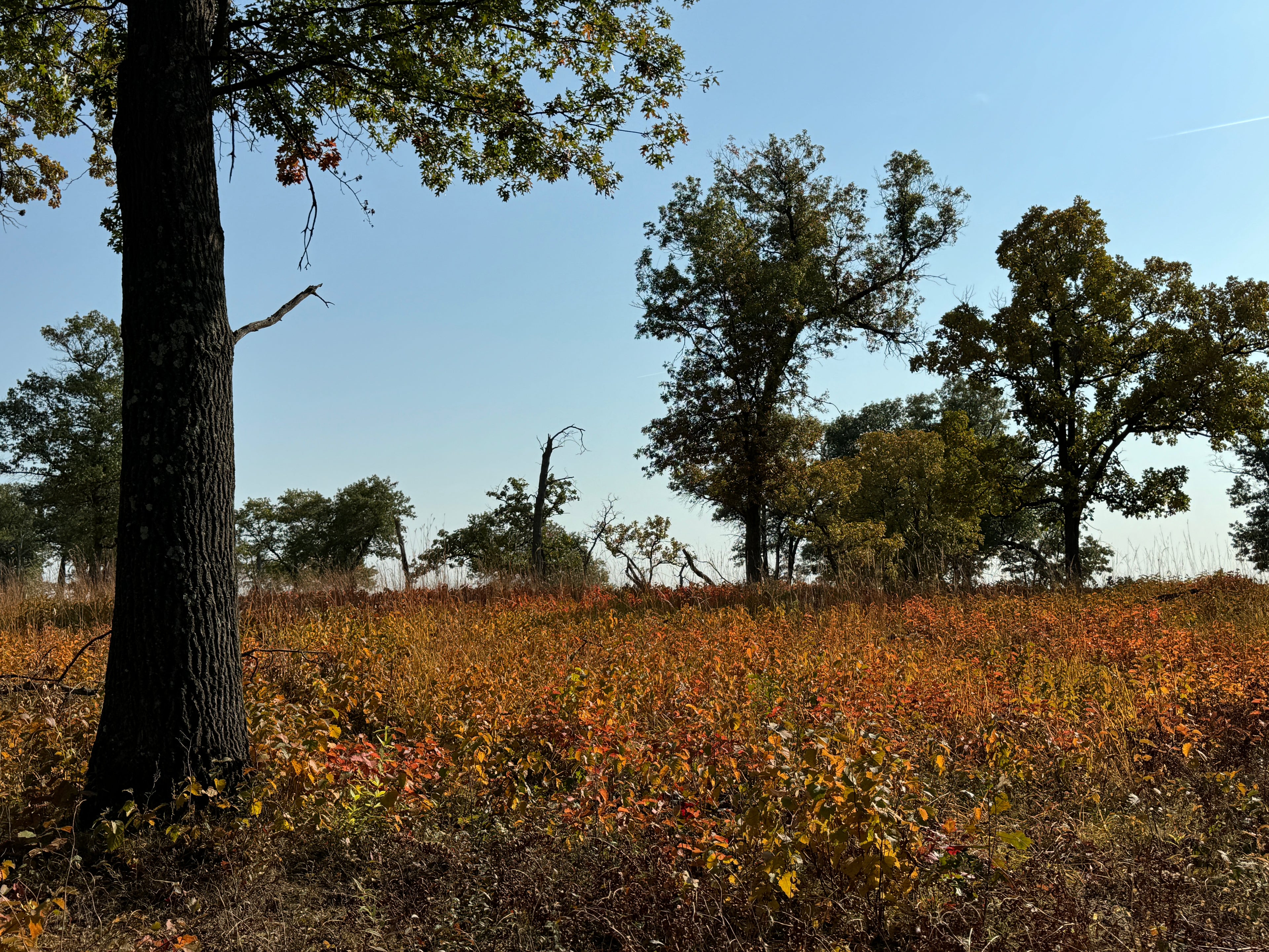American Hazelnut (Corylus americana)