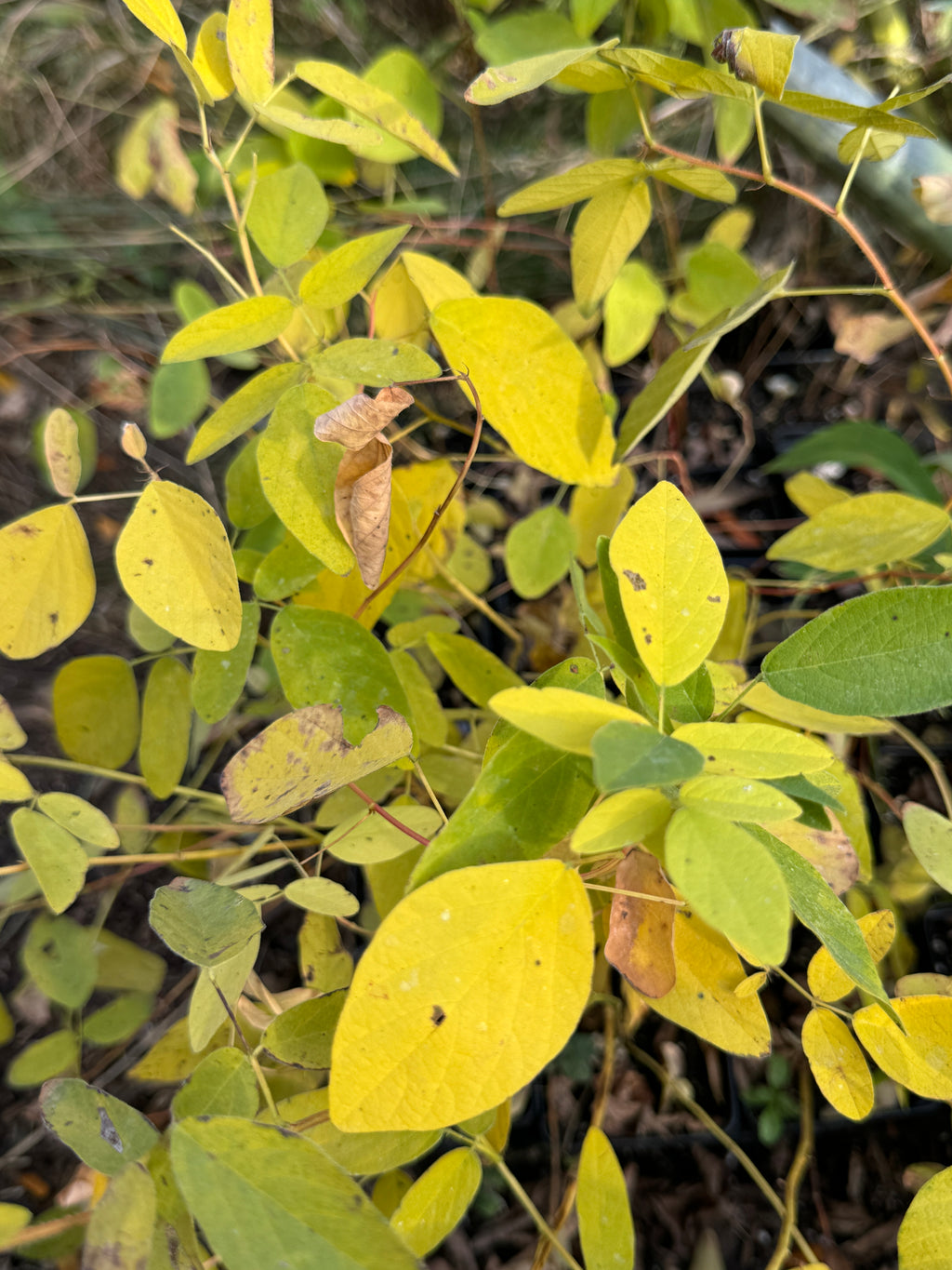 Showy Tick Trefoil (Desmodium canadense)