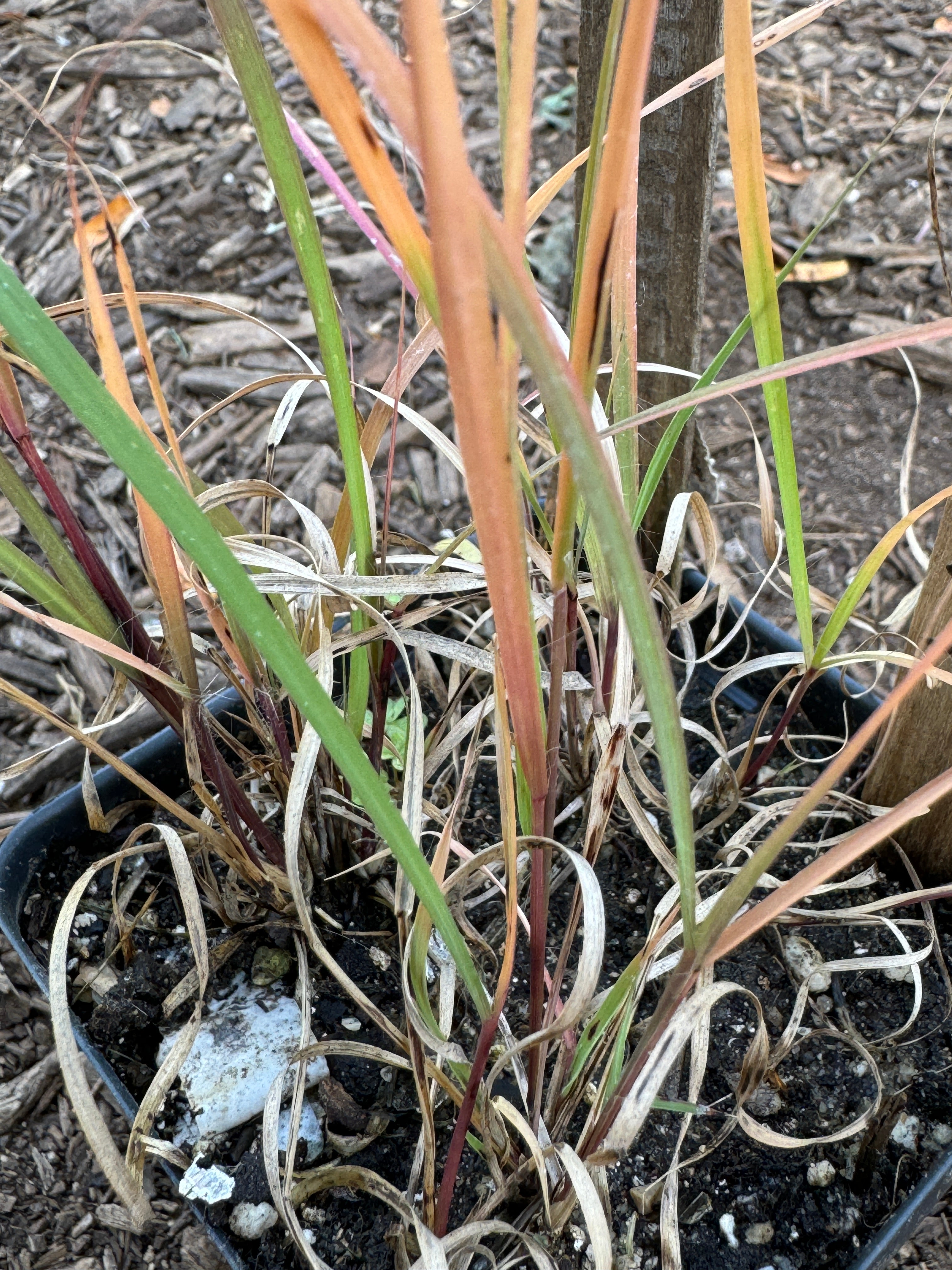 Side-Oats Grama (Bouteloua Curtipendula)