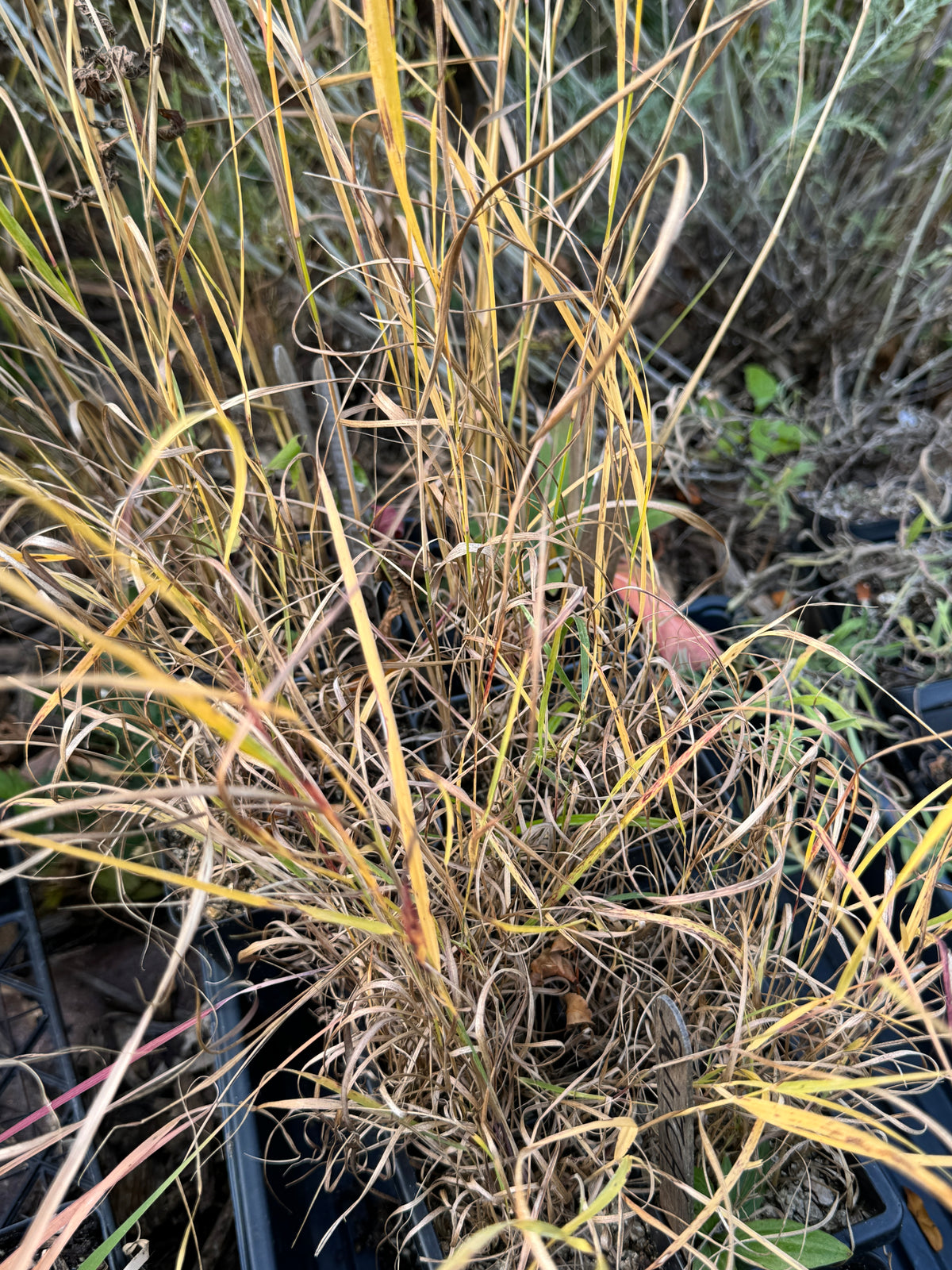 Switchgrass (Panicum Virgatum)