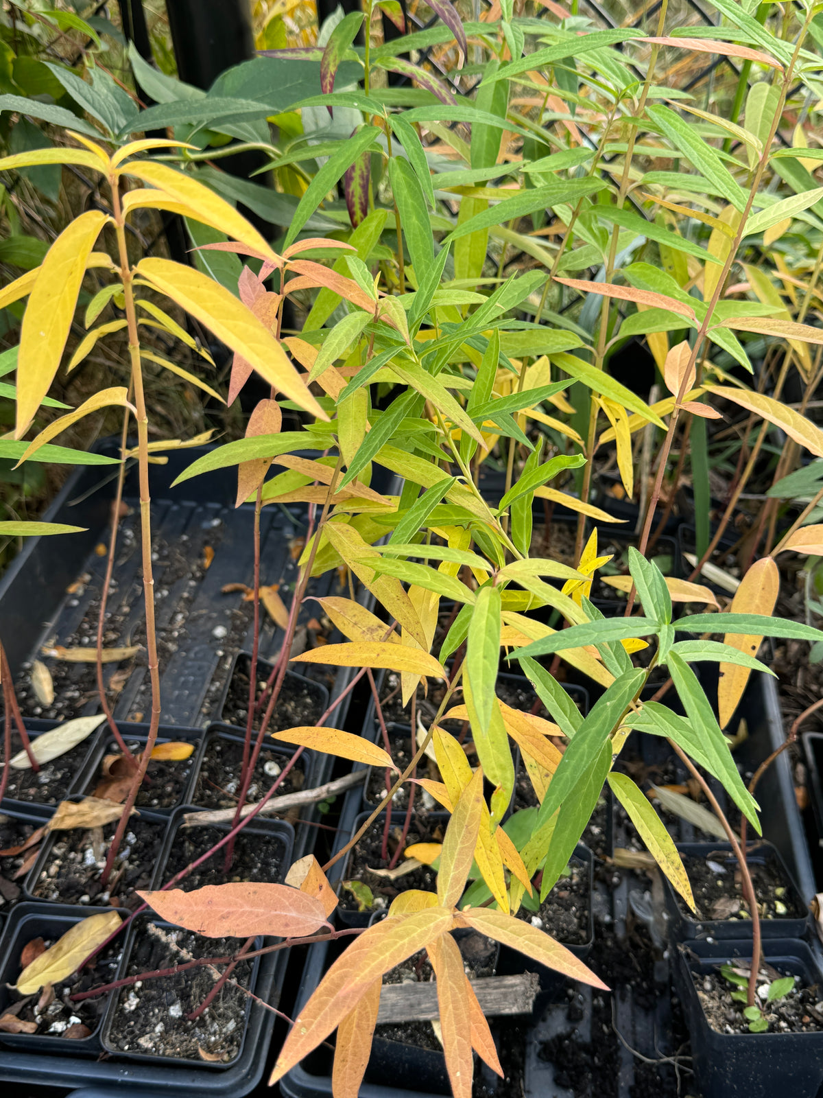 Swamp Milkweed (Asclepias Incarnata)