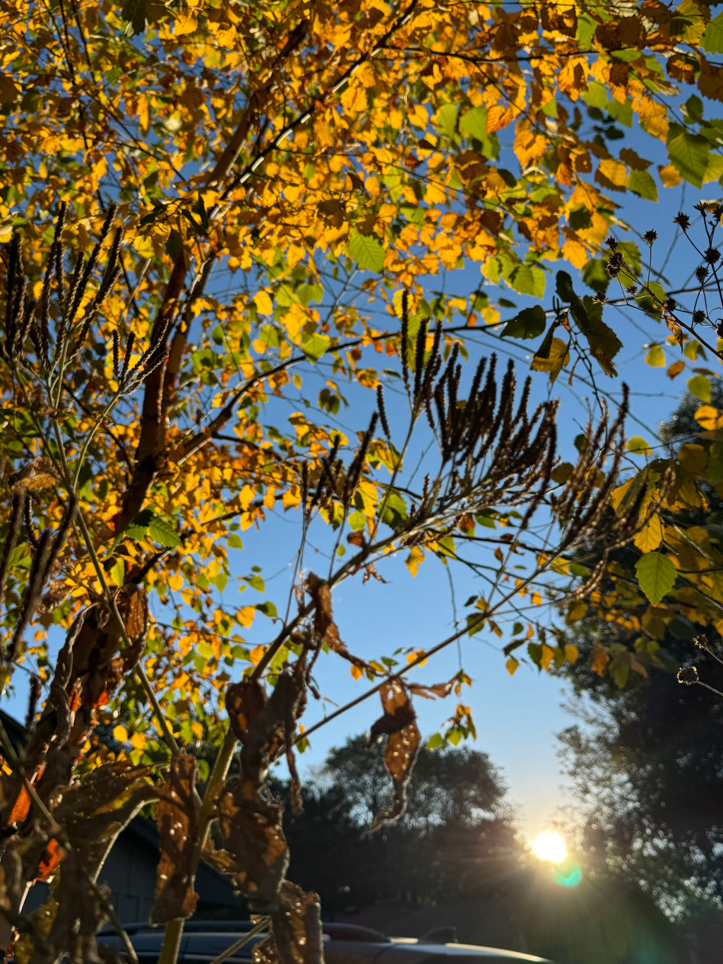 River Birch (Betula Nigra)