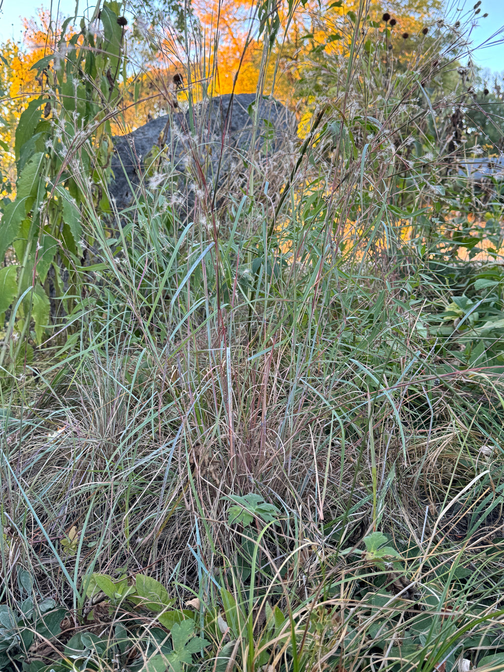 Little Bluestem (Schizachyrium Scoparium)