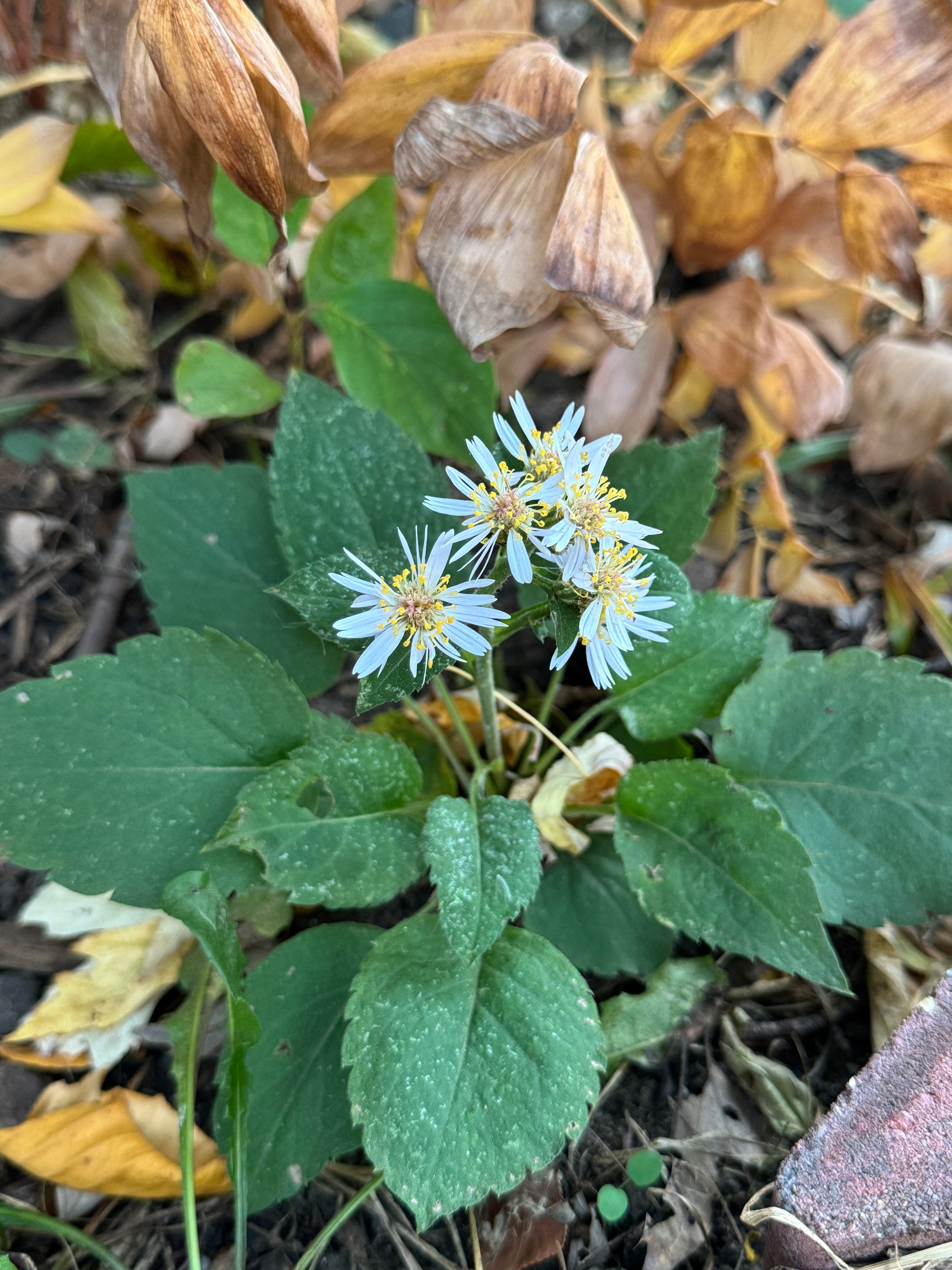 Big-leaf Aster (Eurybia Macrophylla)