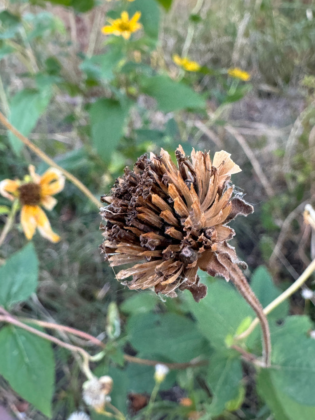 Ox Eye (Heliopsis Helianthoides)