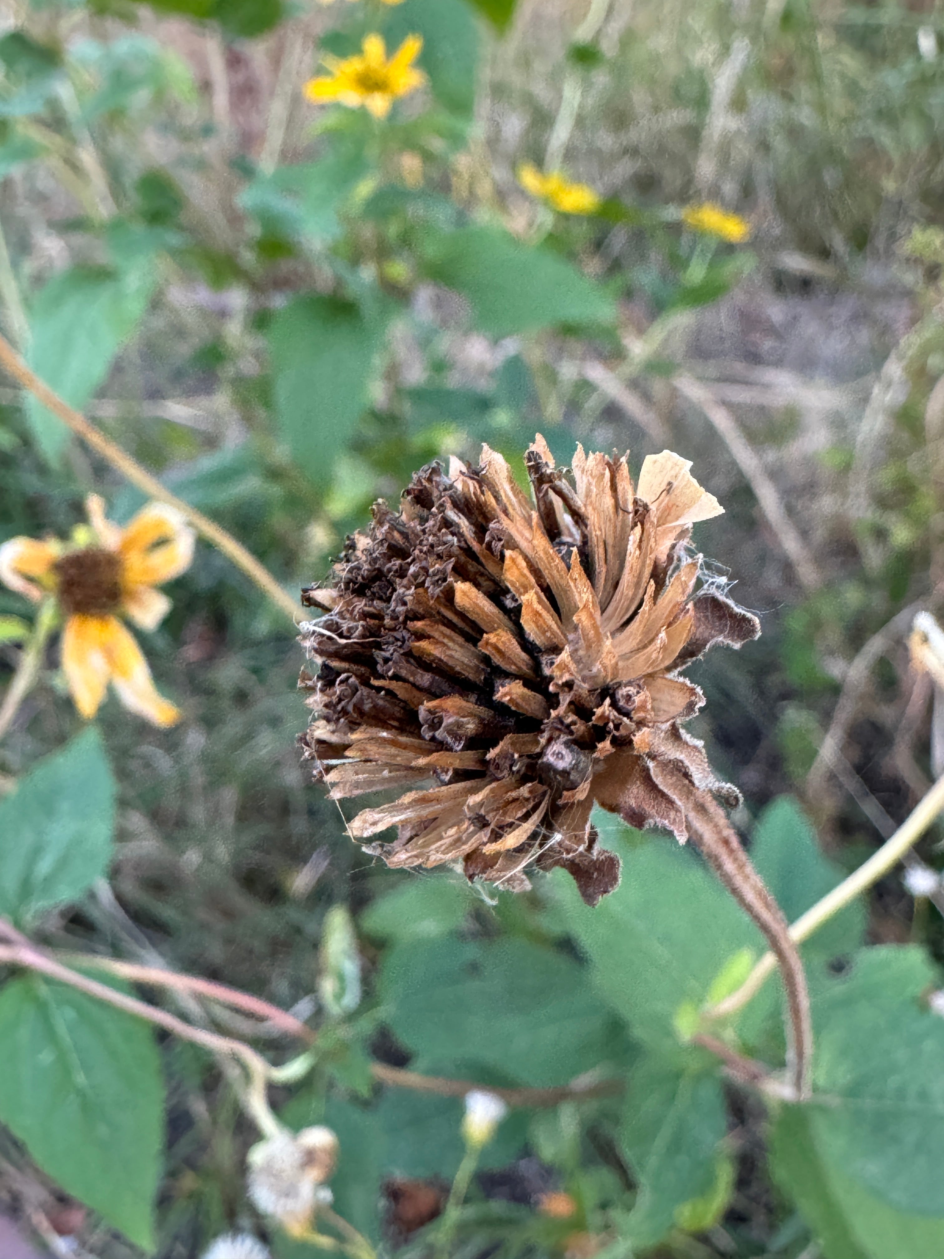 Ox Eye (Heliopsis Helianthoides)