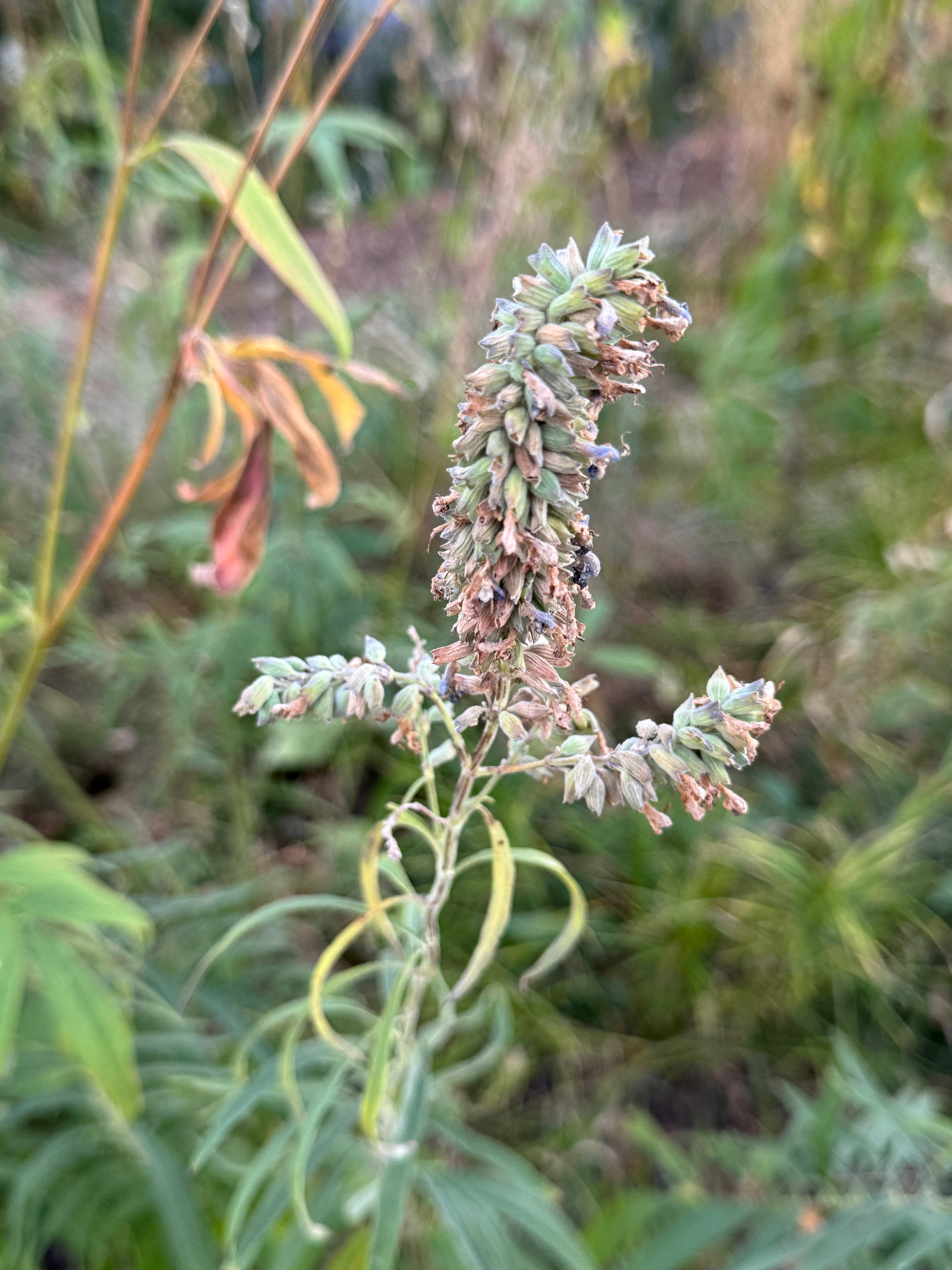 Blue Salvia (Salvia Azurea)