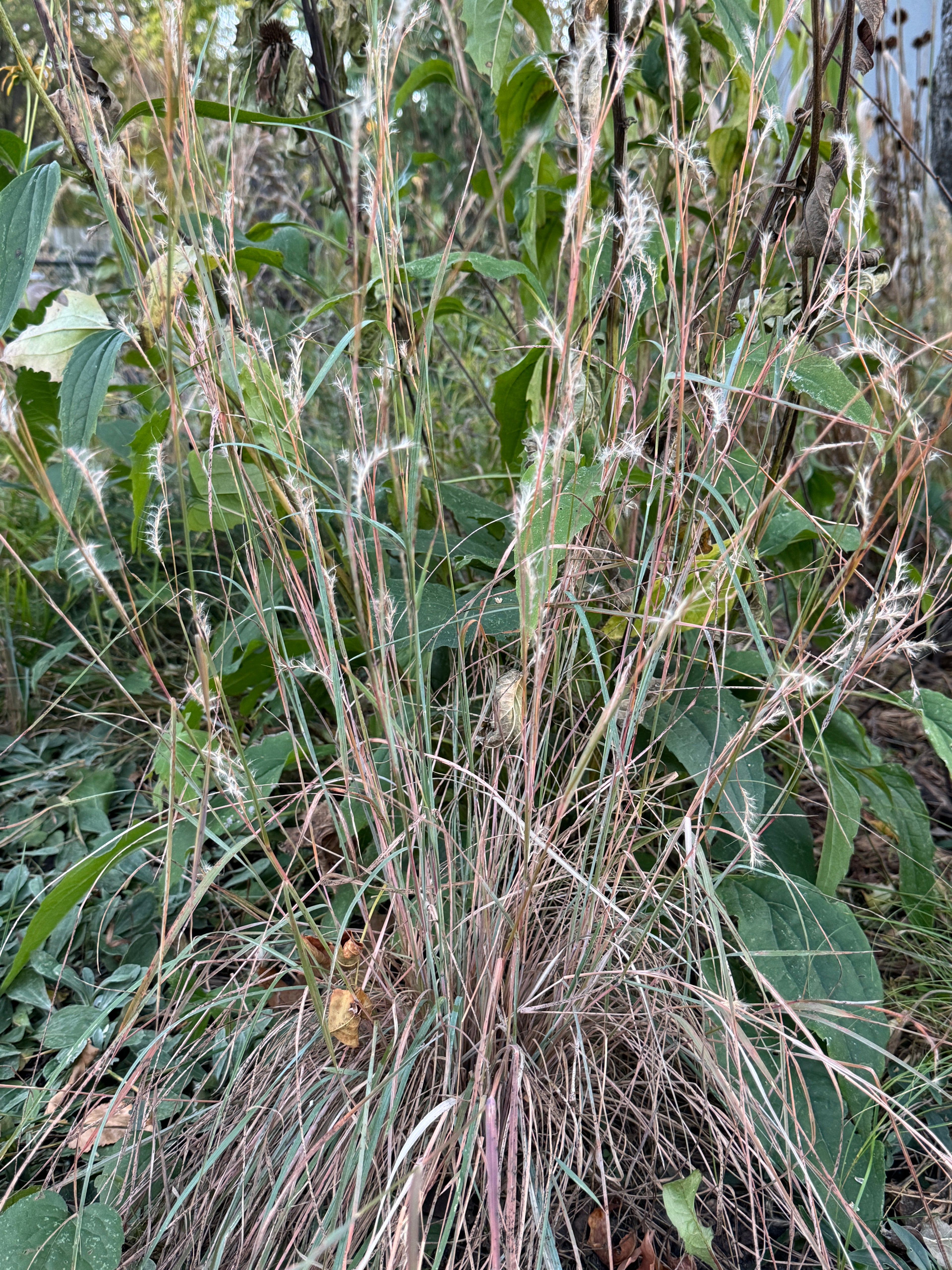 Little Bluestem (Schizachyrium Scoparium)